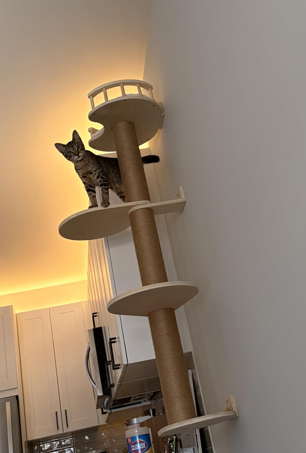 FUKUMARU Cat Wall Shelves, 5-Piece Stable Wooden Wall-Mounted Furniture Set, Kitty Climber with Hammock, House, Steps, Scratching Post (Beige) customer photo 2