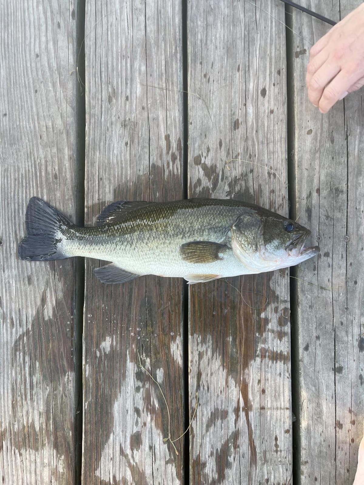 Yum Lures Dinger 5