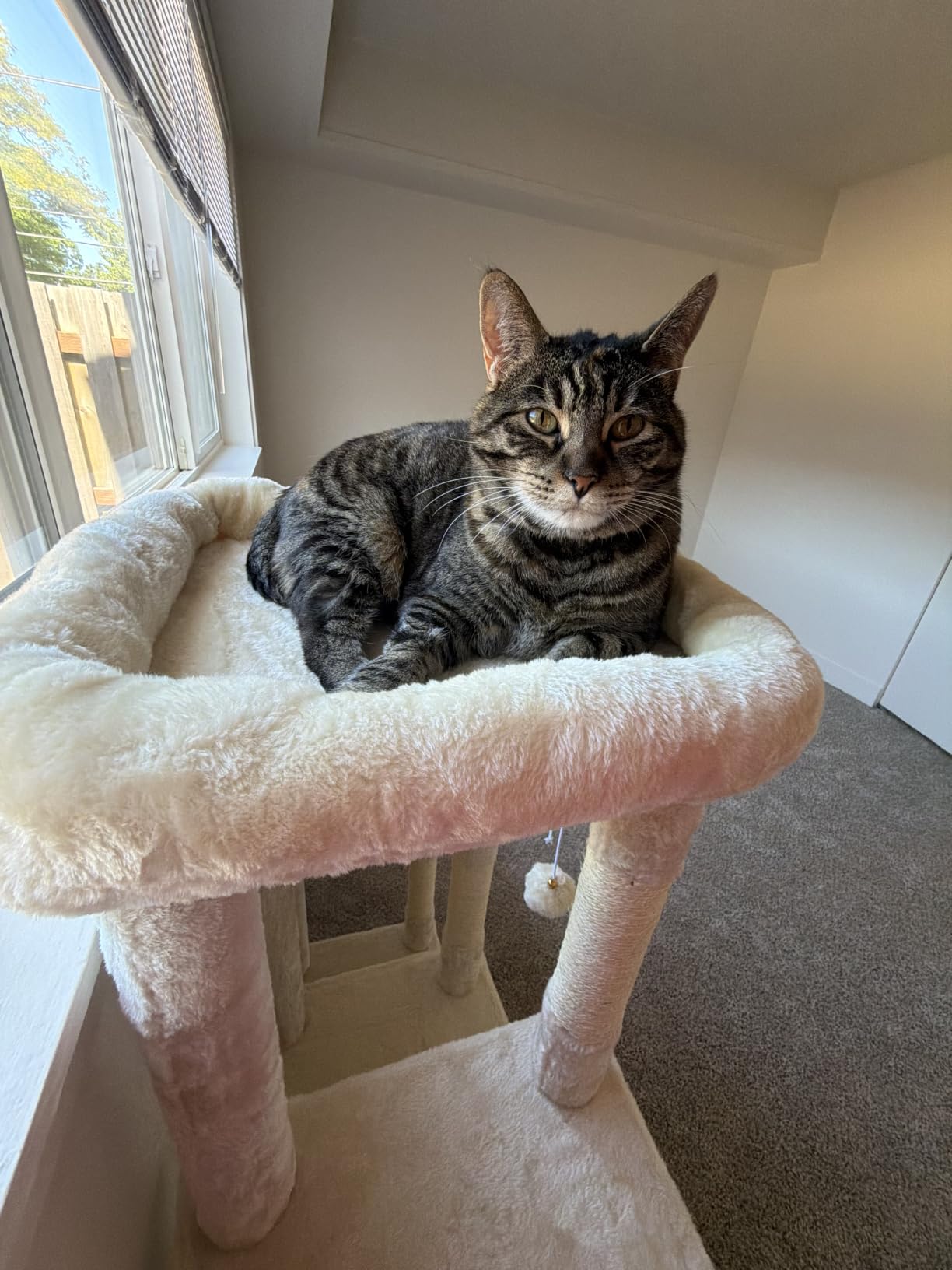 Heybly Heavy Duty Cat Tree, Tower for Indoor Cats Large Adult, Tall Cat Condo House with Extra-Large Baseboard, Multi-Level Plush Furniture with Scratching Posts, Hammock,Toy Balls,Light Gray HCT026W customer photo 2