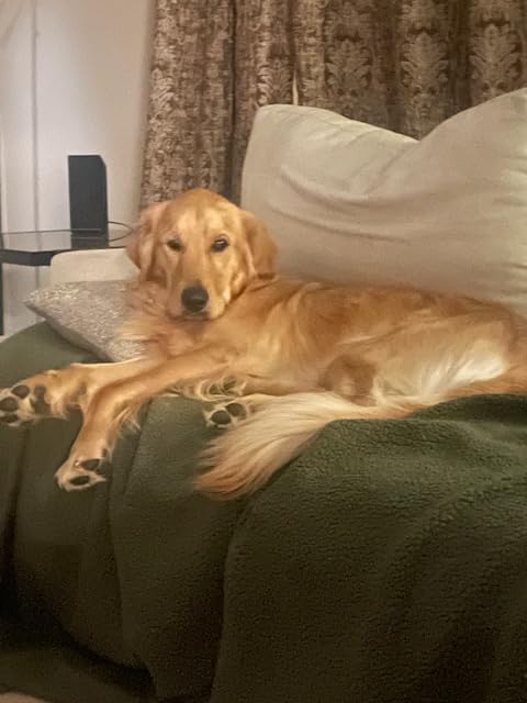 Fi Series 3+ GPS + Health Dog Collar, Blue, Large, 12-Month Membership | Smart GPS dog collar with live tracking, health & behavior, Escape Alerts, LED light. Waterproof and Apple Watch compatible. customer photo 2