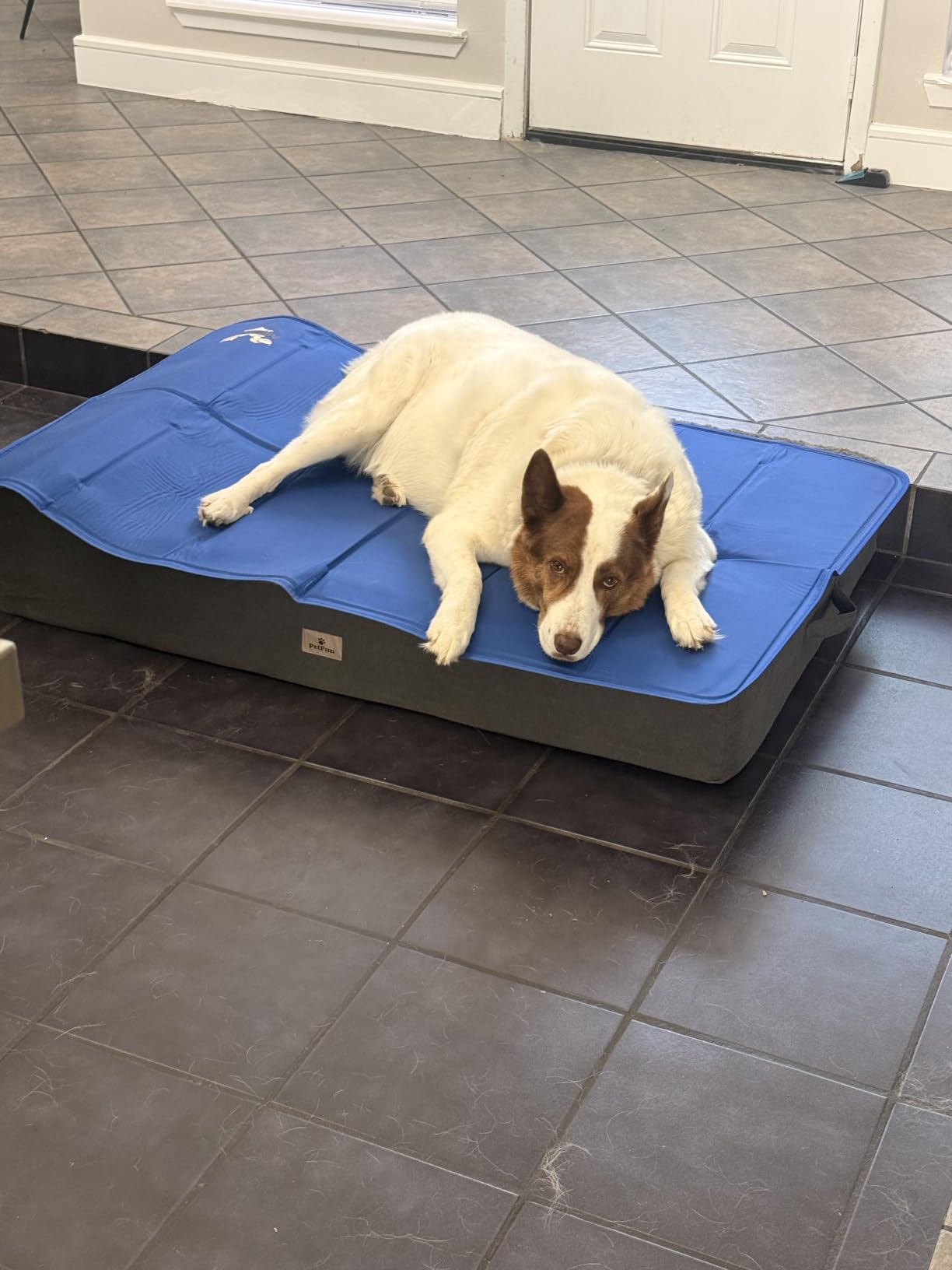 Arf Pets Cooling Mat for Dogs - Gel Self-Cooling Pad for Beds, Kennels & Crates | Durable, Non-Toxic, Pressure-Activated Relief | No Water, Electricity, Batteries or Refrigeration Needed customer photo 1