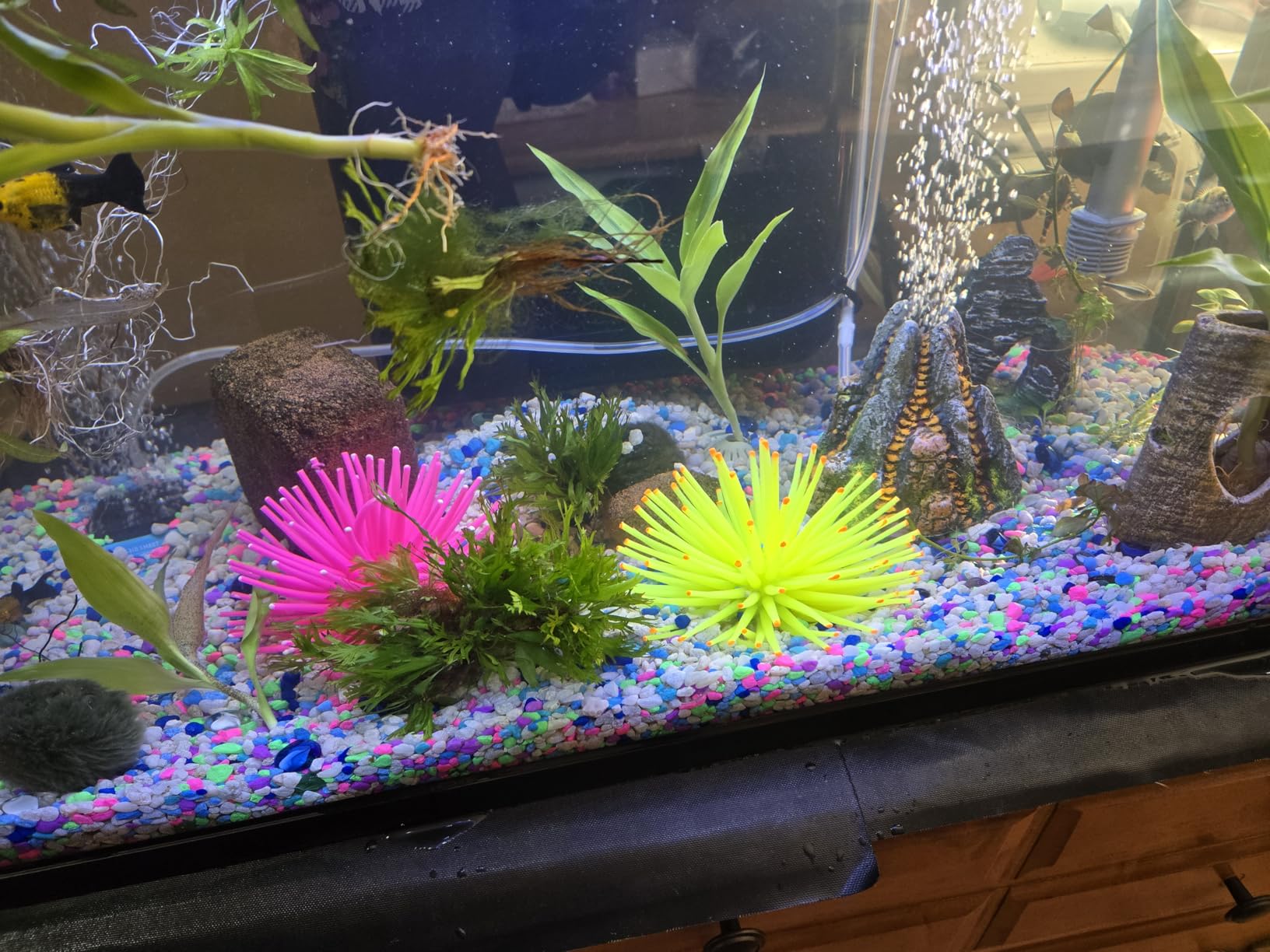GloFish Glass Aquarium Kit, 20 Gallons, Includes Premium Blue, LED Light Stick & Integrated Filtration, Perfect for Beginners or Seasoned Hobbyists, Seamless, Curved Design customer photo 2