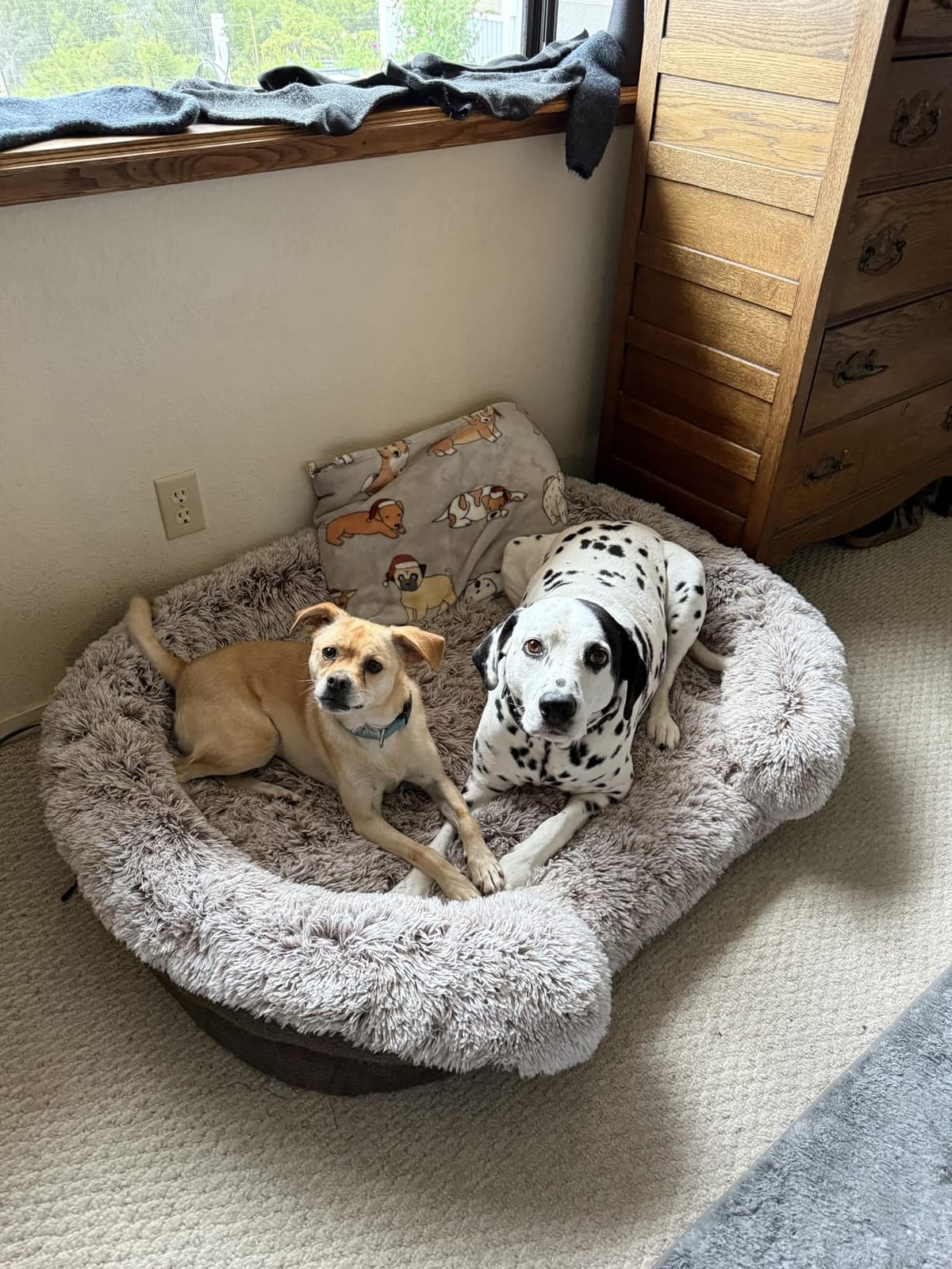 Miorun Fluffy Orthopedic Dog Beds Large Sized Dog, 43