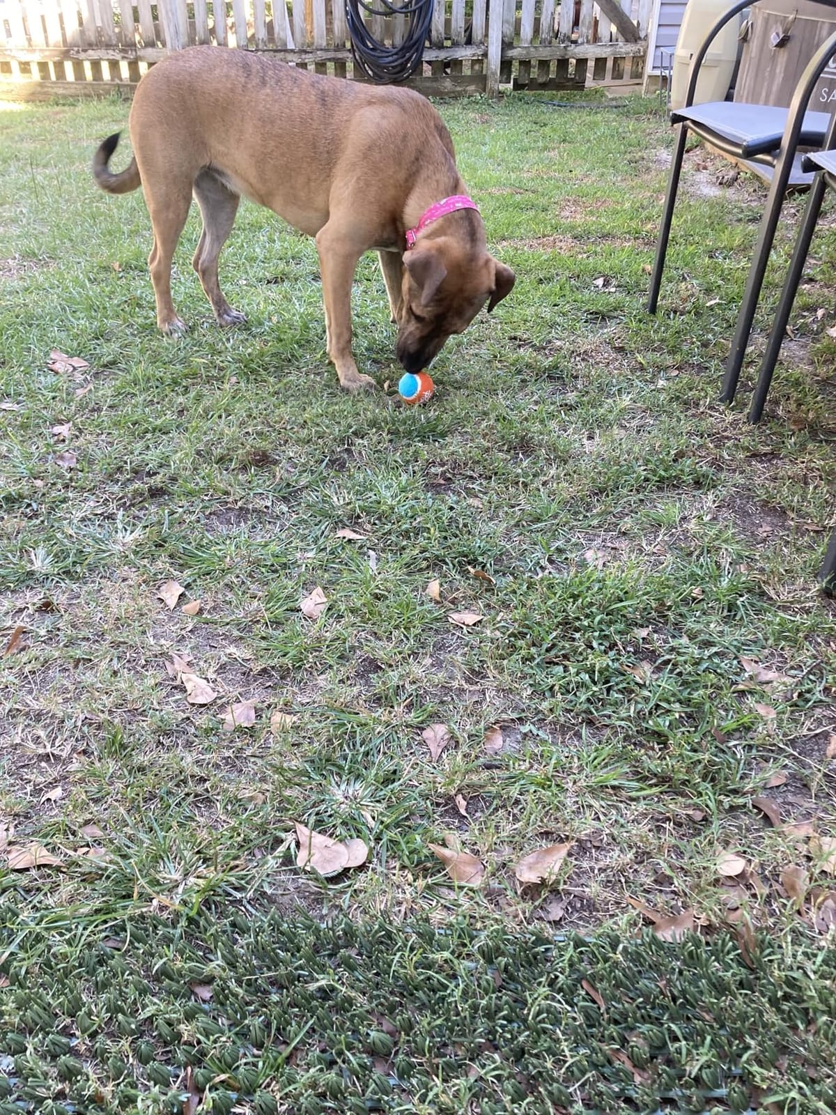 Automatic Ball Launcher for Dogs, Interactive Pet ETPU Balls Outdoor Thrower for Medium to Large Dogs, Ball Throwing Machine for Dogs, 6 ETPU Balls Included (2.5