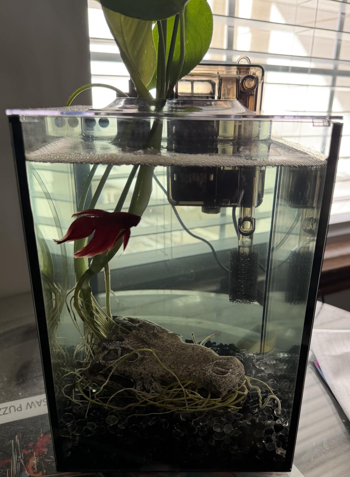 2.2 Gallon Small Aquarium Set Glass Fish Tank, Desktop Small Aquarium Kit for Beginners and Children to Keep Betta Fish, Goldfish, Shrimp, and Aquatic Plants (Black, 2.2 Gallon (Complete Kit)) customer photo 2