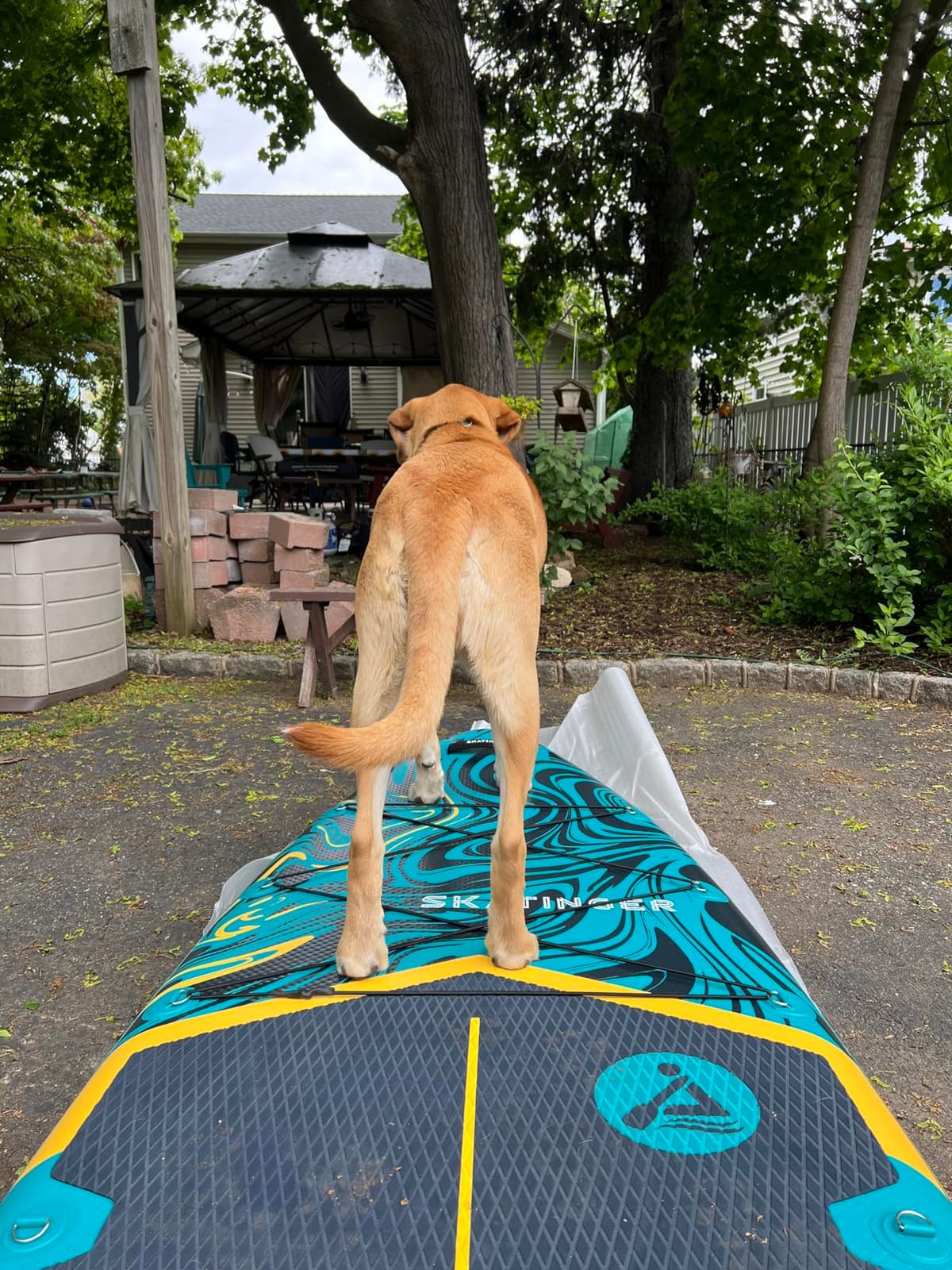 Skatinger 11'6x35