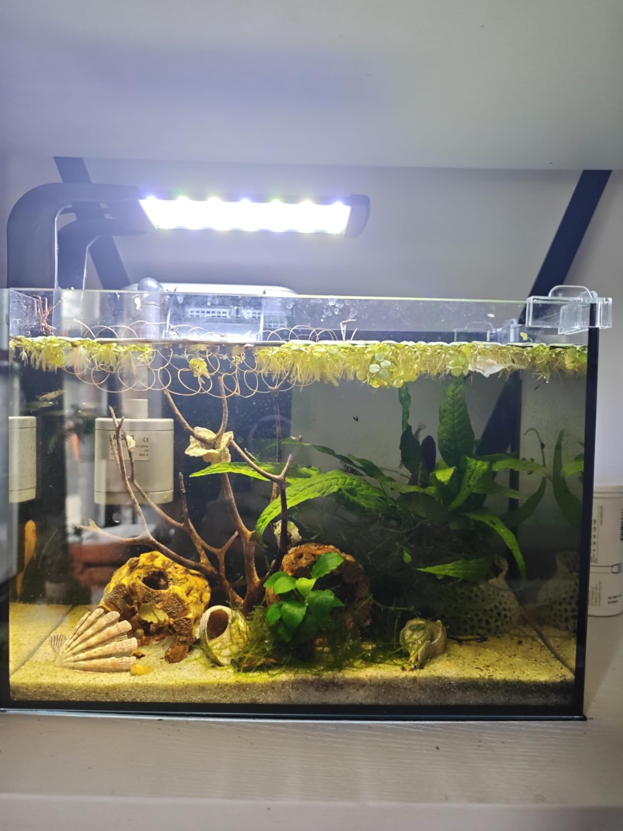 FS&AQ 5 Gallon Betta Fish Tank with Filter Light and Lid Small Aquarium Starter Kit Perfect for Desktops Offices or Beginners customer photo 1