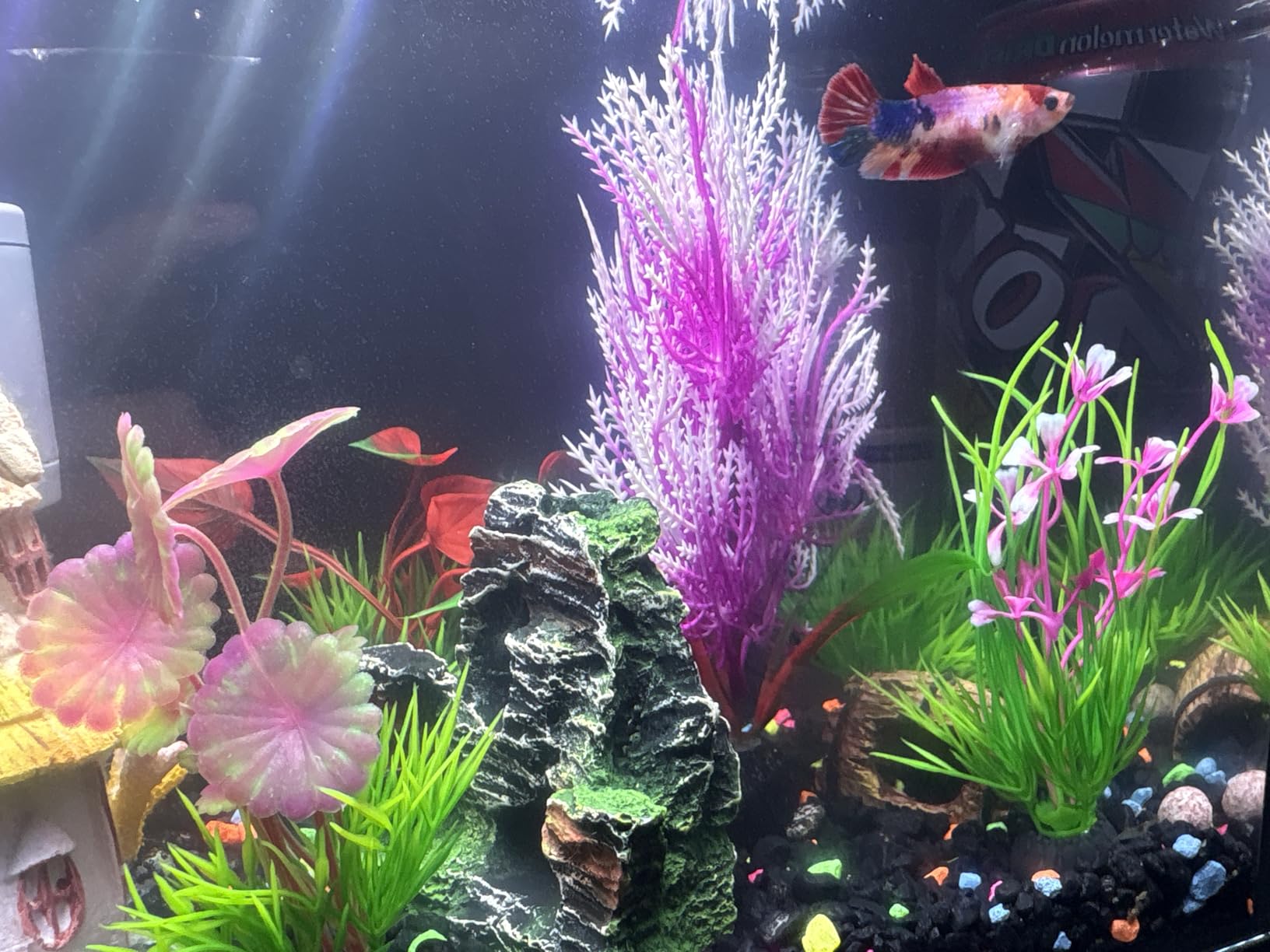 FS&AQ 5 Gallon Betta Fish Tank with Filter Light and Lid Small Aquarium Starter Kit Perfect for Desktops Offices or Beginners customer photo 2