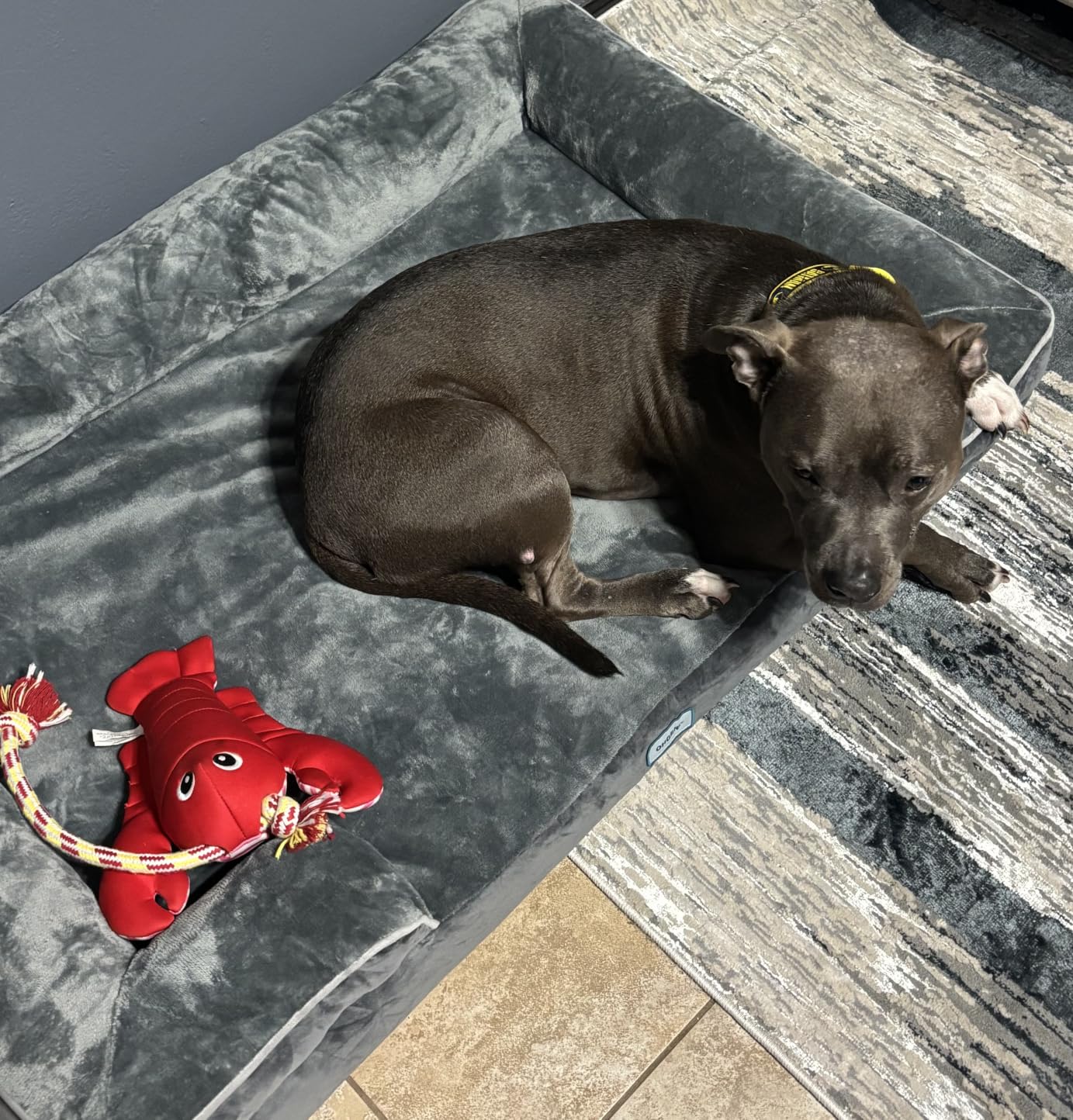 OhGeni Orthopedic Cooling Dog Bed Couch, Memory Foam, 44-inch (Cool Gray) | Cooling Big Pet Sofa for Extra Large Sized Pets with Machine-Washable Waterproof Removable Cover & Soft Comfortable Fabric customer photo 2