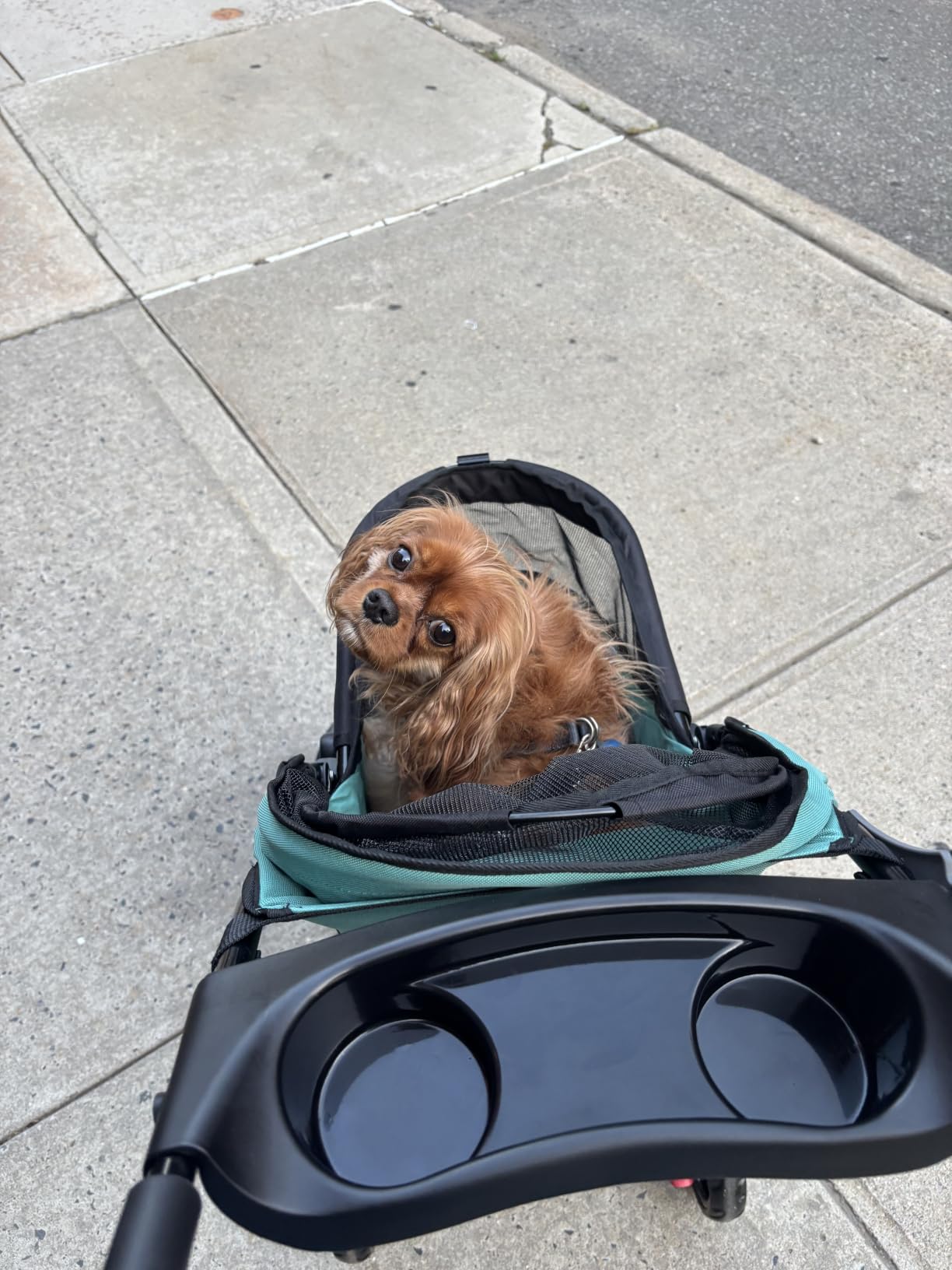 Pet Gear No-Zip Happy Trails Lite Pet Stroller, Green Clover | Zipperless Entry, Easy Fold with Removable Liner, Safety Tether, Storage Basket + Cup Holder, For Cats/Dogs customer photo 2