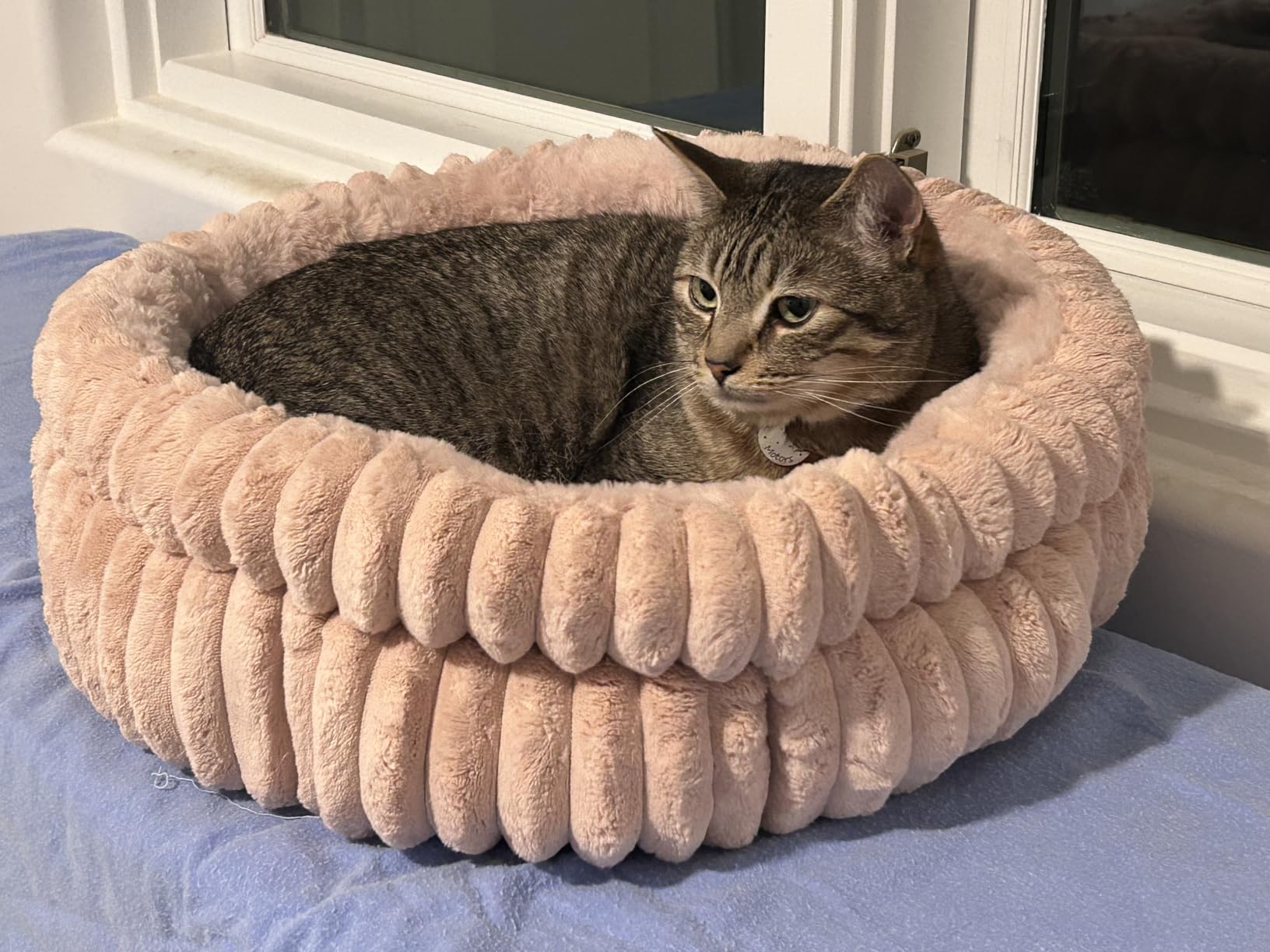 BALANCE Donut Dog Bed, 36 Inches Round Dog Bed Large Size Dogs Washable, Orthopedic Calming Dogs Beds for Kitten, Fluffy Plush Faux Fur Pet Bed with Anti-Slip Bottom customer photo 1