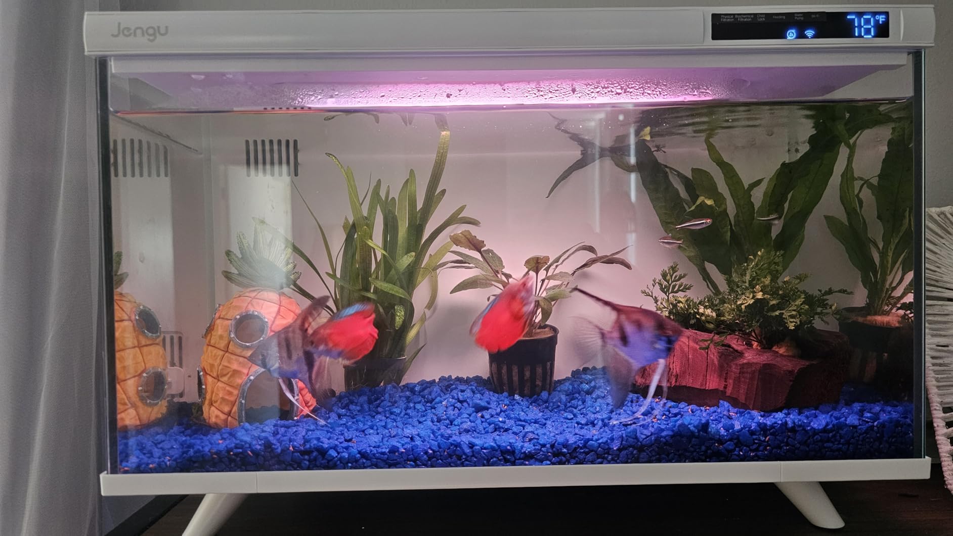 M1 5 Gallon Aquarium Starter Kit, App Control Smart Fish Tank with Filter, Auto Feeder, Quiet Pump, Timer Light, Temp Display, Crystal-Clear Glass Desktop Betta Tank for Guppy Shrimp, White customer photo 1