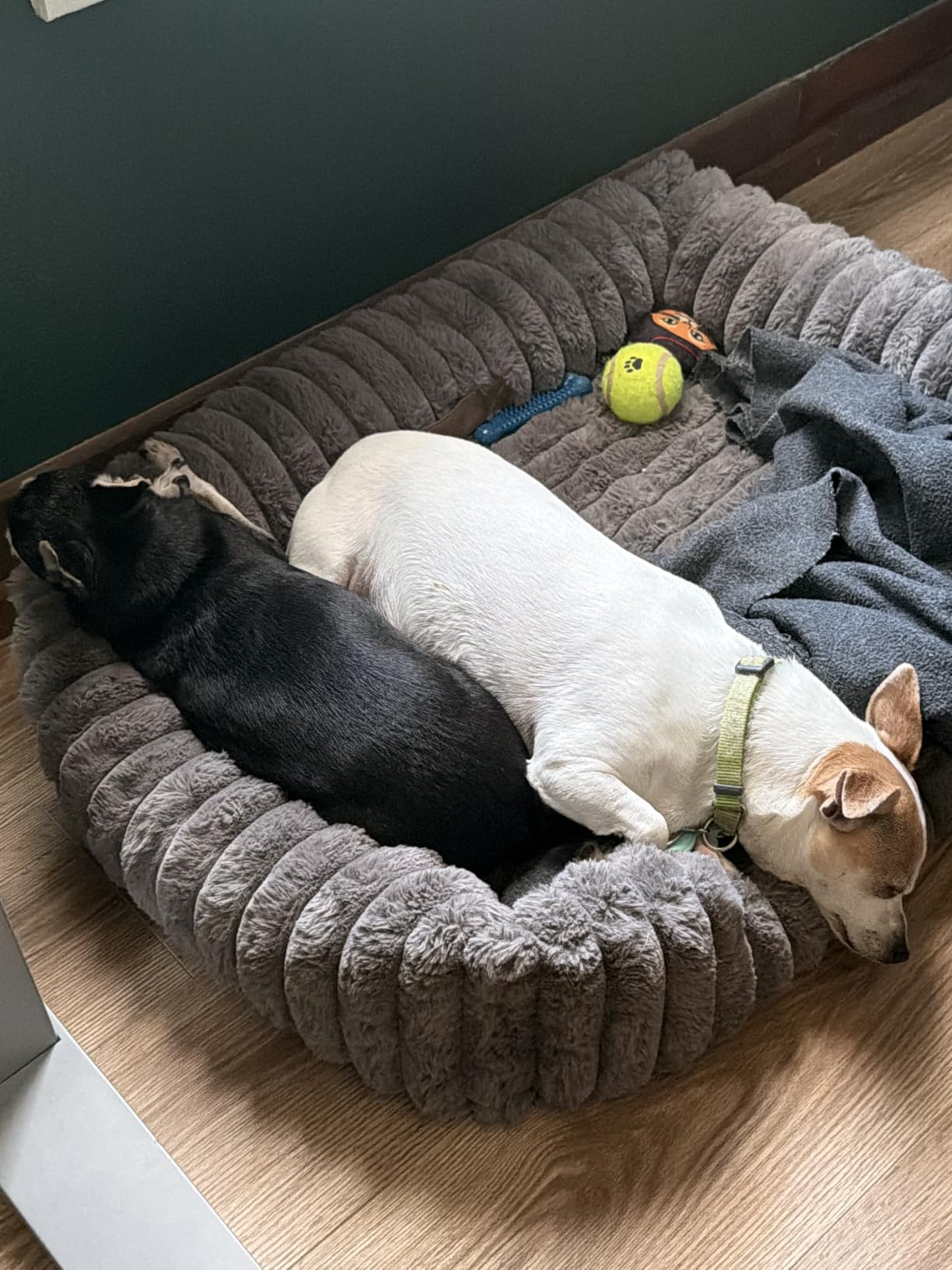 COZY KISS Orthopedic Pet Bed for Small Cats - Washable Rectangle Pet Bed with Anti-Slip Bottom, Soft Calming Cat & Puppy Bed for Indoor Pets (20