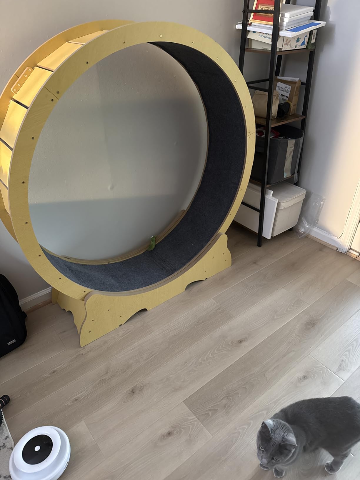 Cat Wheel for Indoor Cats, 48 Inch Diameter Exercise Running Wheel | Enhanced Base, Safety Lock, Quiet, For Cat's Longer Life Fitness, Wide Surface, Low-Entry Design, Easy Assembly, Natural Wood customer photo 2