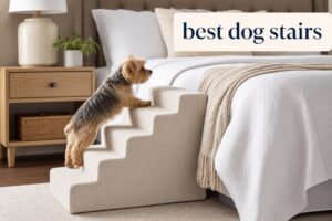 best dog stairs