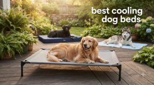 best cooling dog beds