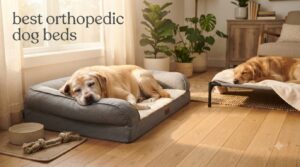 best orthopedic dog beds
