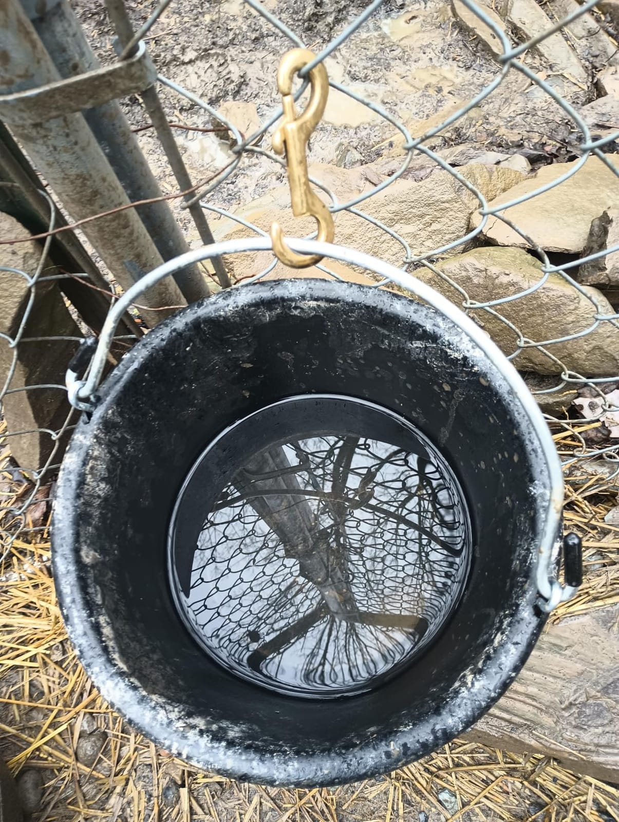 Little Giant® Rubber Pail | All-Purpose Heavy Duty Rubber | Water Bucket | 12 Quarts customer photo 2