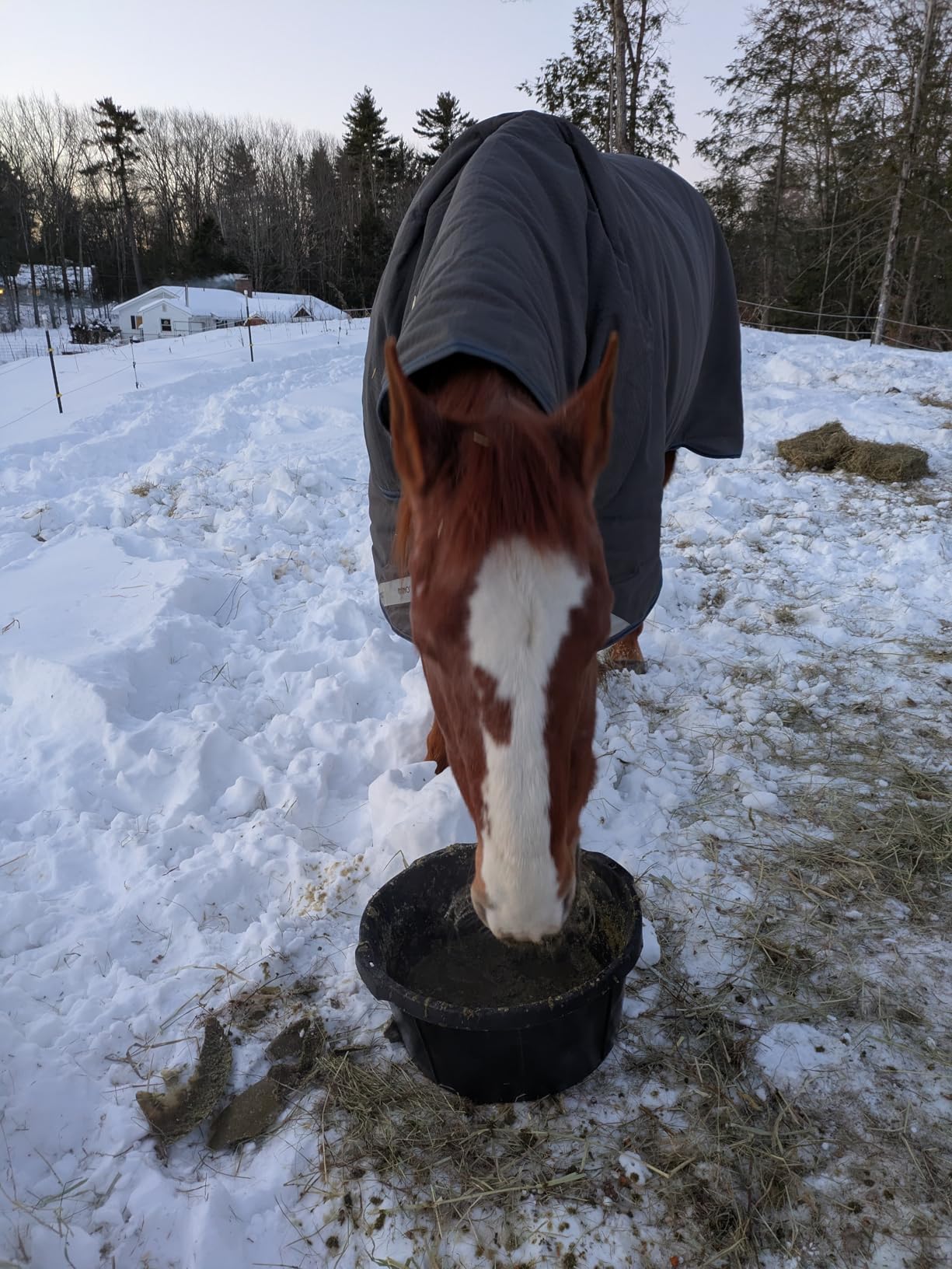 Little Giant® Heavy Duty Rubber Tub | Durable Rubber Feed Pan | Indoor & Outdoor Use | Rubber Feed Bucket | 4 Quarts customer photo 1