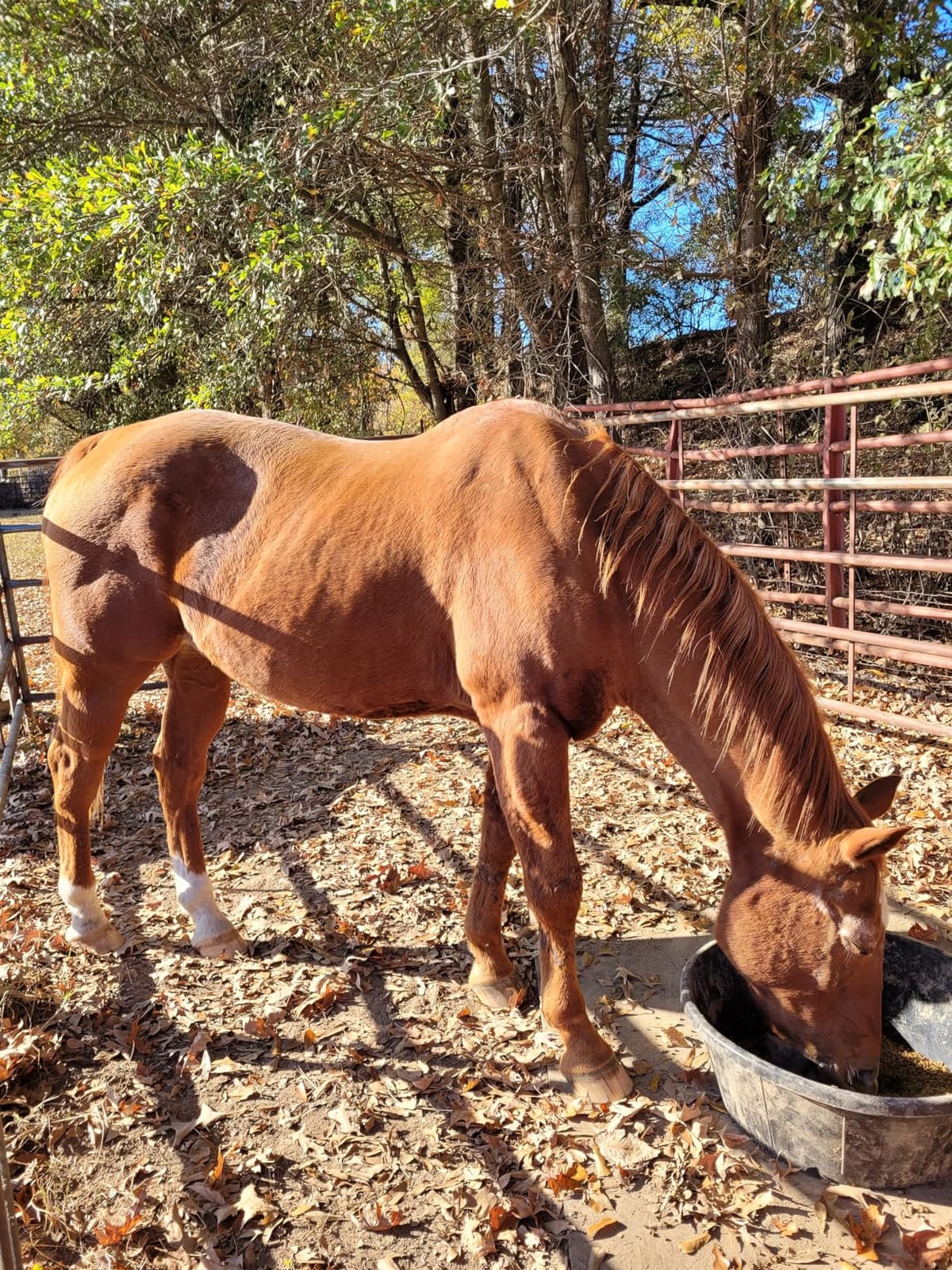 Little Giant® Heavy Duty Rubber Tub | Durable Rubber Feed Pan | Indoor & Outdoor Use | Rubber Feed Bucket | 4 Quarts customer photo 2