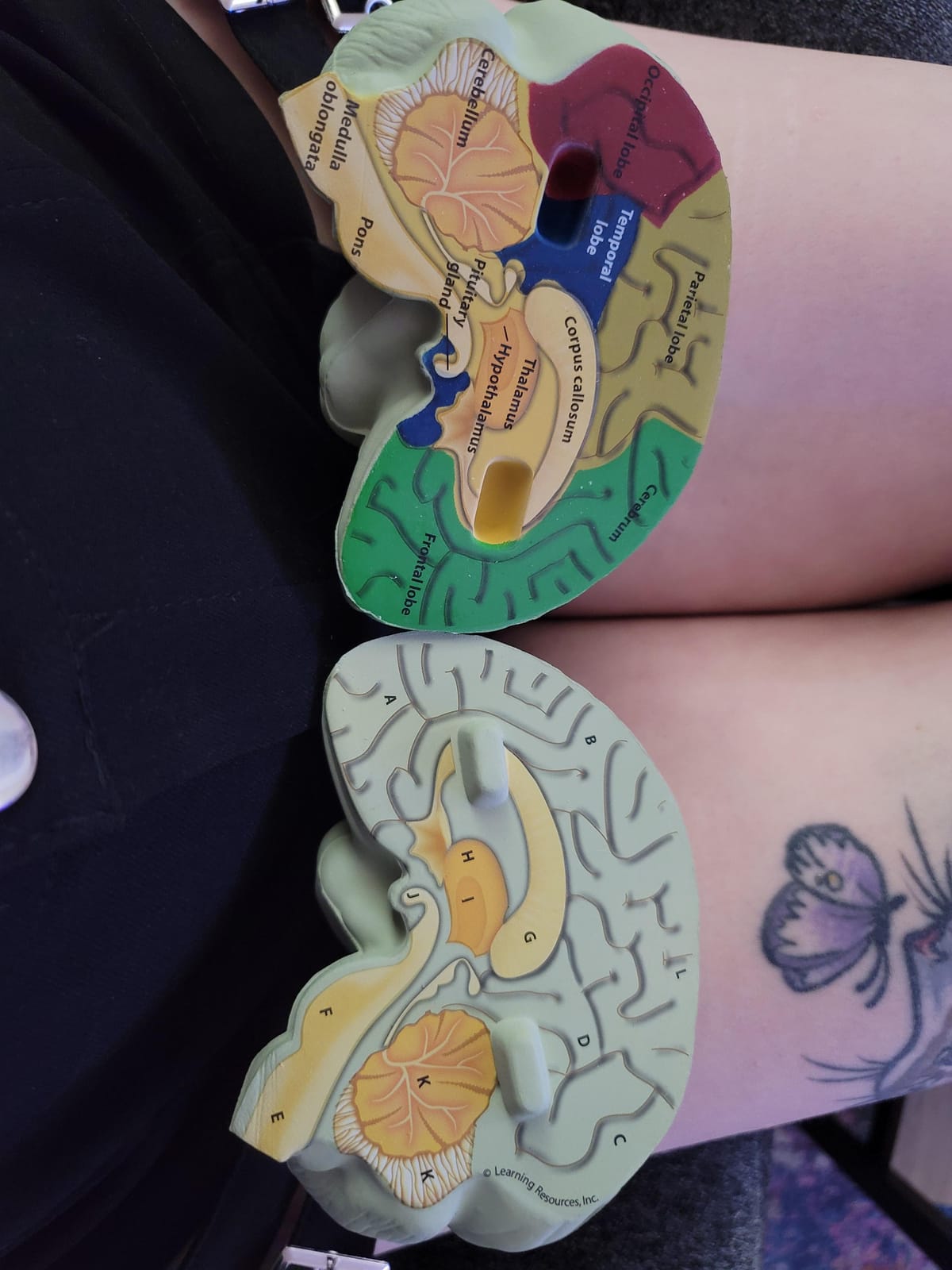 Learning Resources Cross-section Brain Model - 2 Pieces, Ages 7+ Brain Anatomy Model, Brain Functions Model, Human Anatomy for Kids, Foam Brain Model,Back to School Supplies customer photo 1