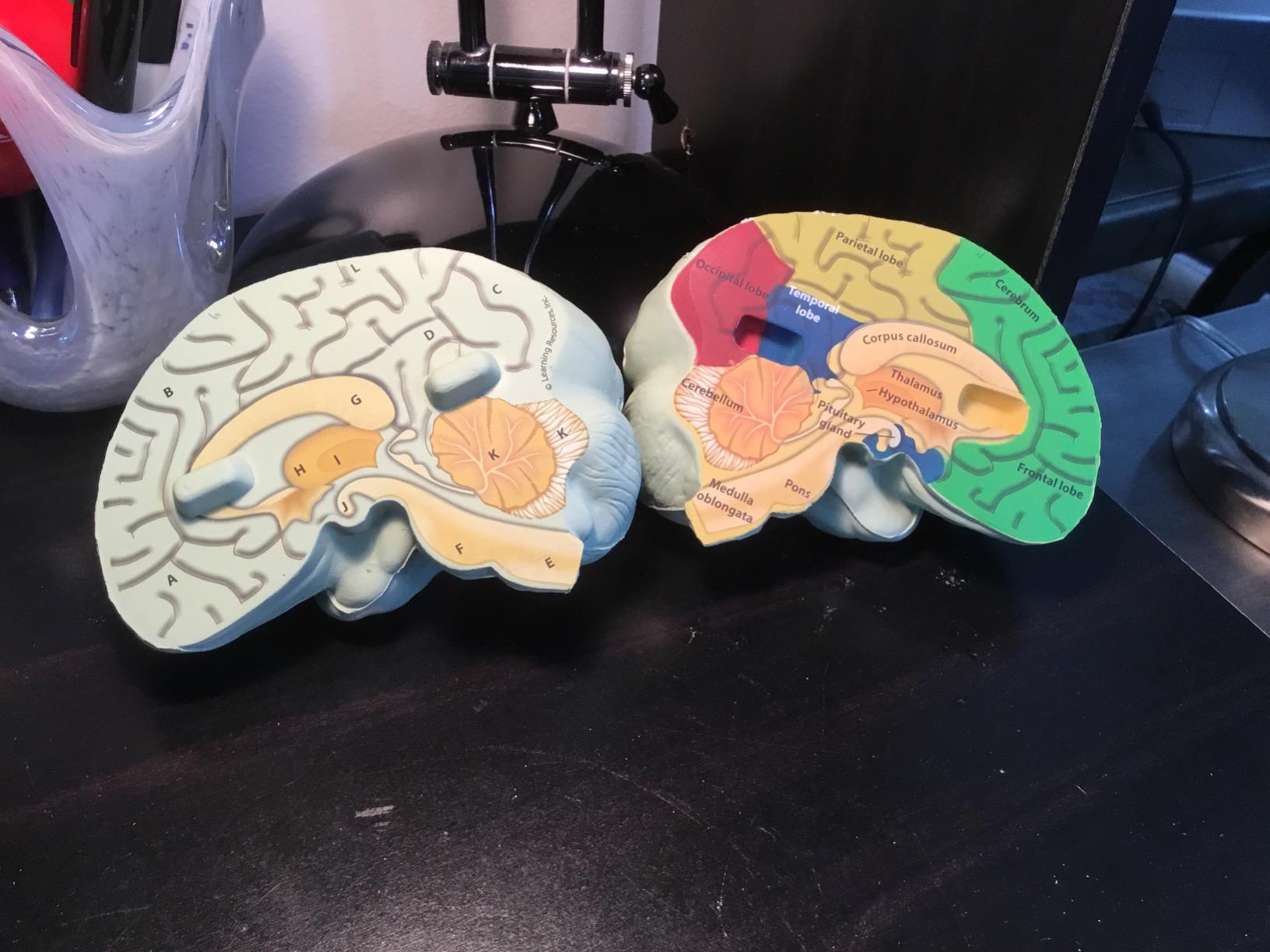 Learning Resources Cross-section Brain Model - 2 Pieces, Ages 7+ Brain Anatomy Model, Brain Functions Model, Human Anatomy for Kids, Foam Brain Model,Back to School Supplies customer photo 2