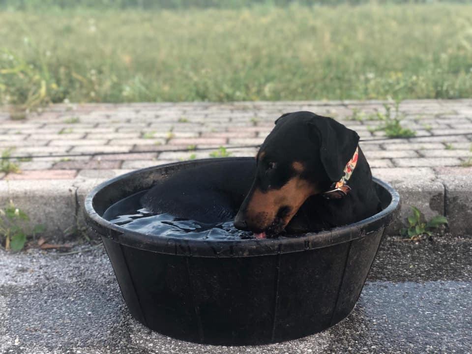 Fortex All Purpose Tub for Horses, 15-Gallon customer photo 2