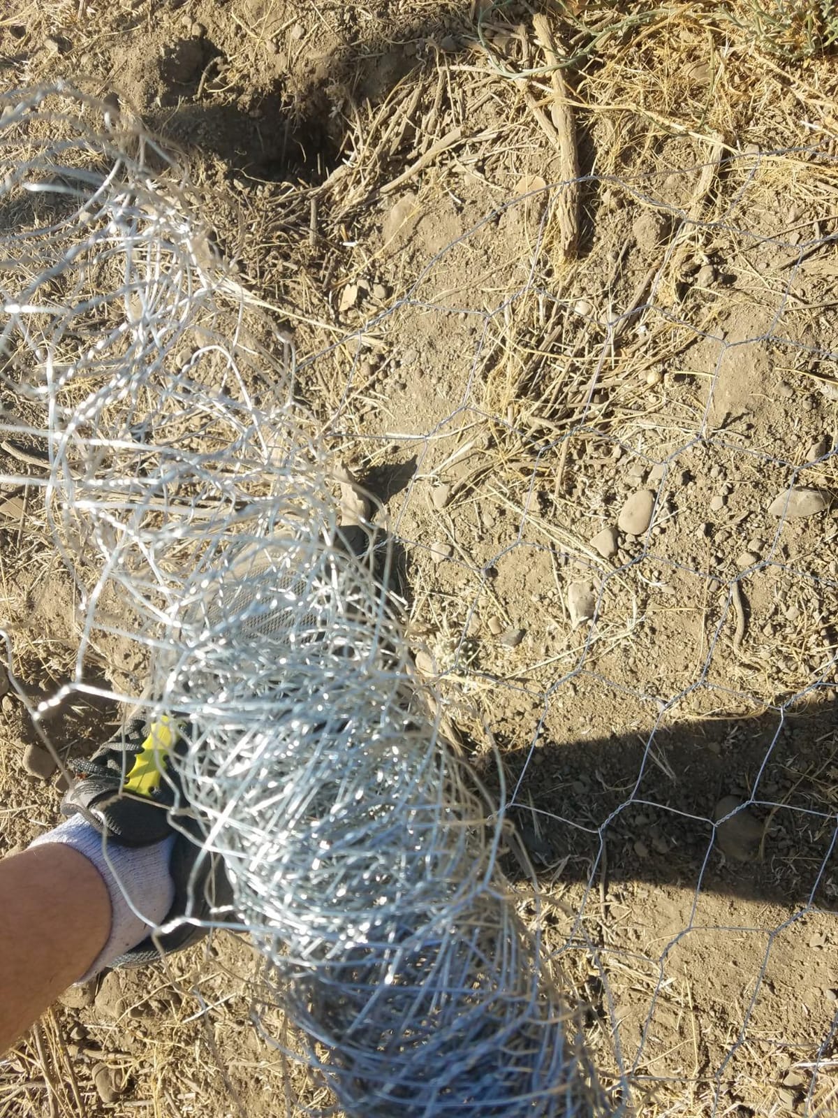 YARDGARD 2 Inch Poultry Netting, Chicken Wire Fence, 20 Gauge Galvanized Steel, Rabbit Fencing, Bird Enclosures, Garden Protection and Plant Support, 36 Inches x 150 Feet customer photo 1