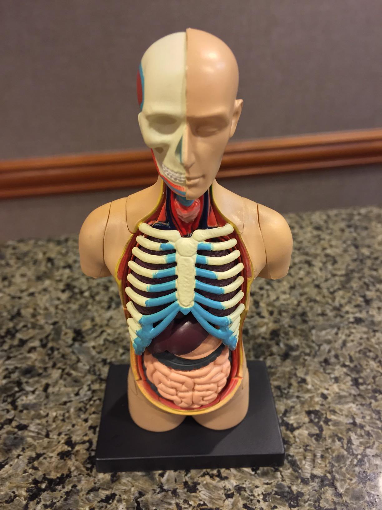 Learning Resources Human Anatomy Model Body customer photo 1