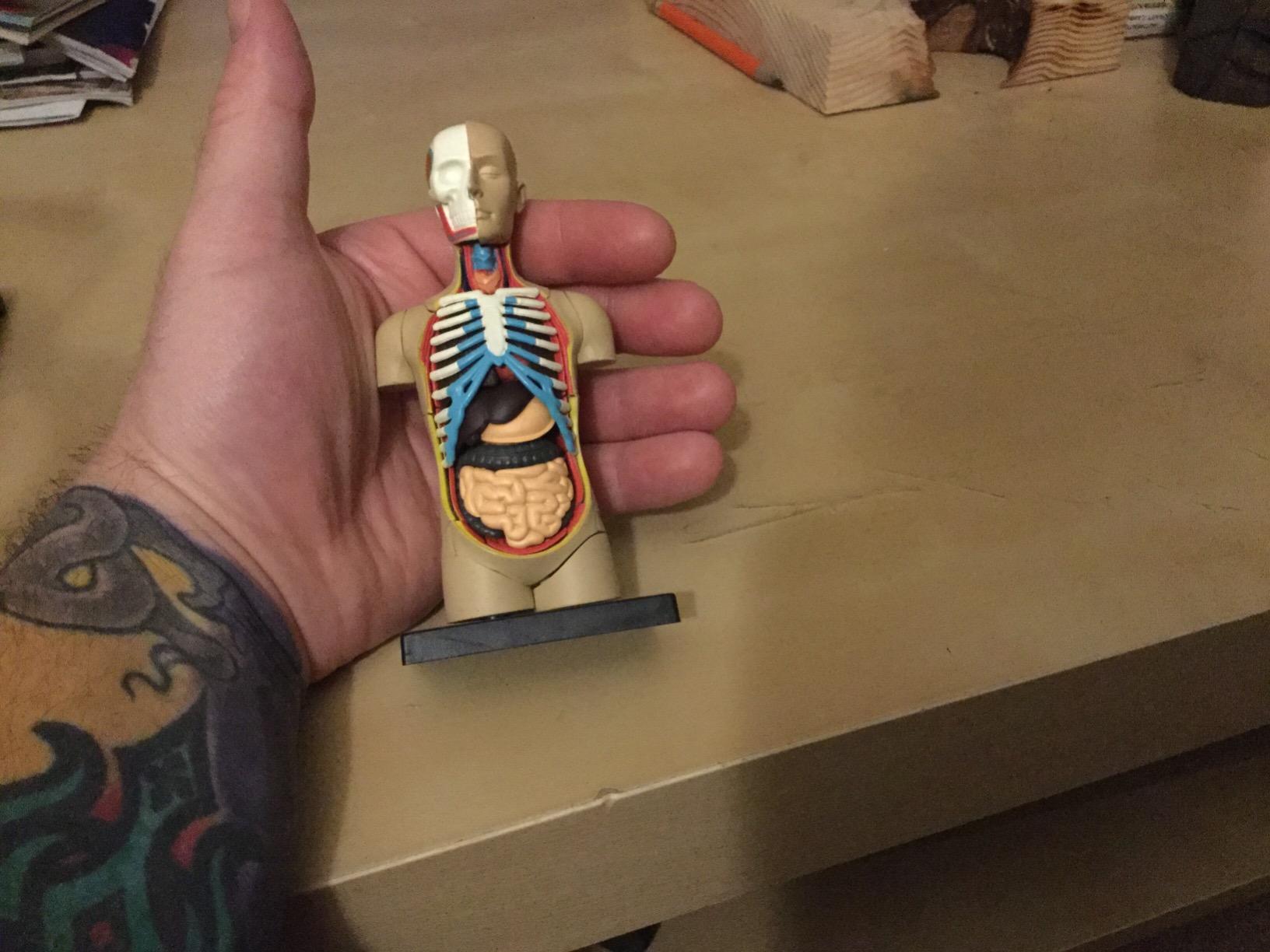 Learning Resources Human Anatomy Model Body customer photo 2