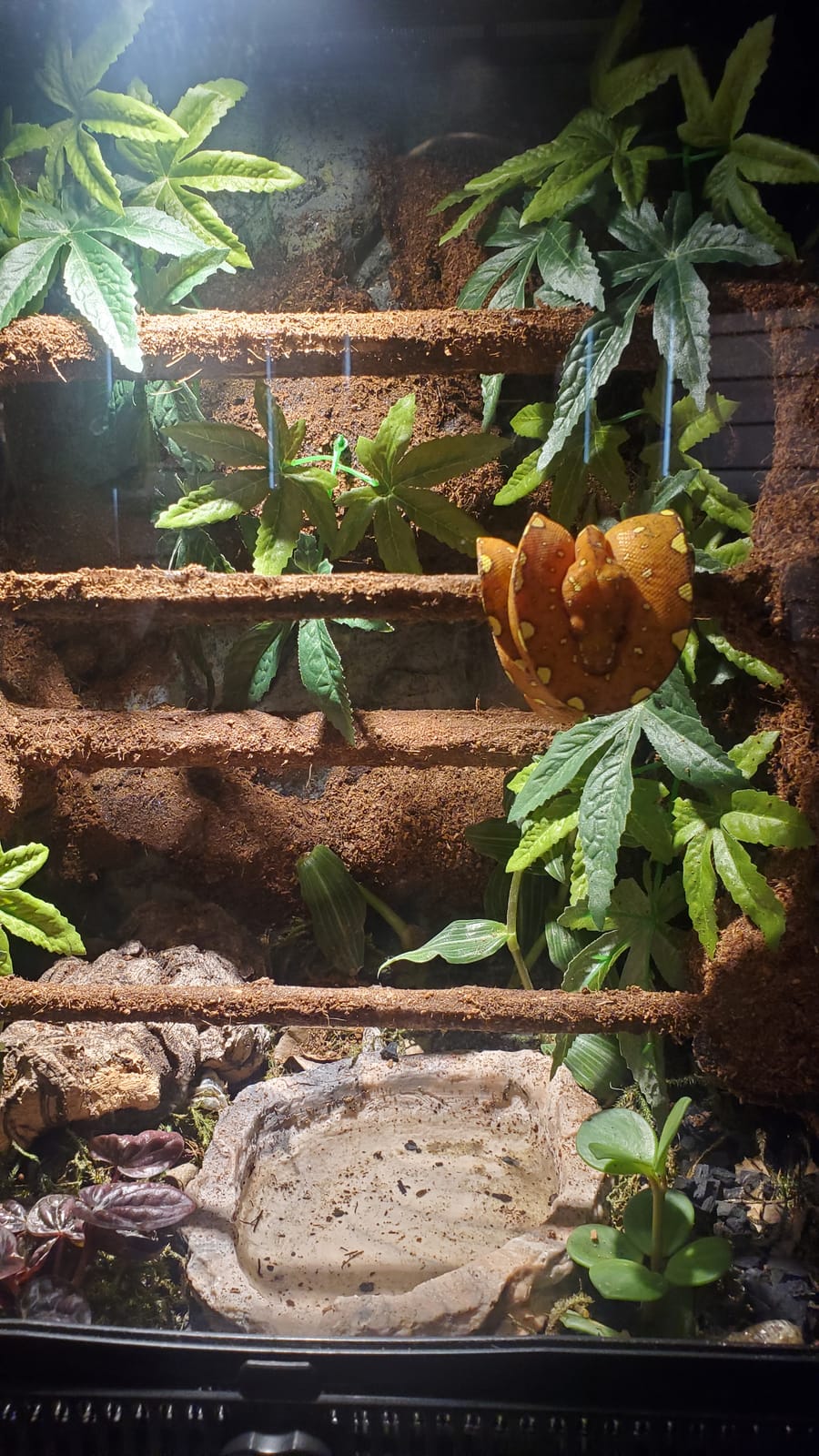 Zoo Med Repti Fogger customer photo 2