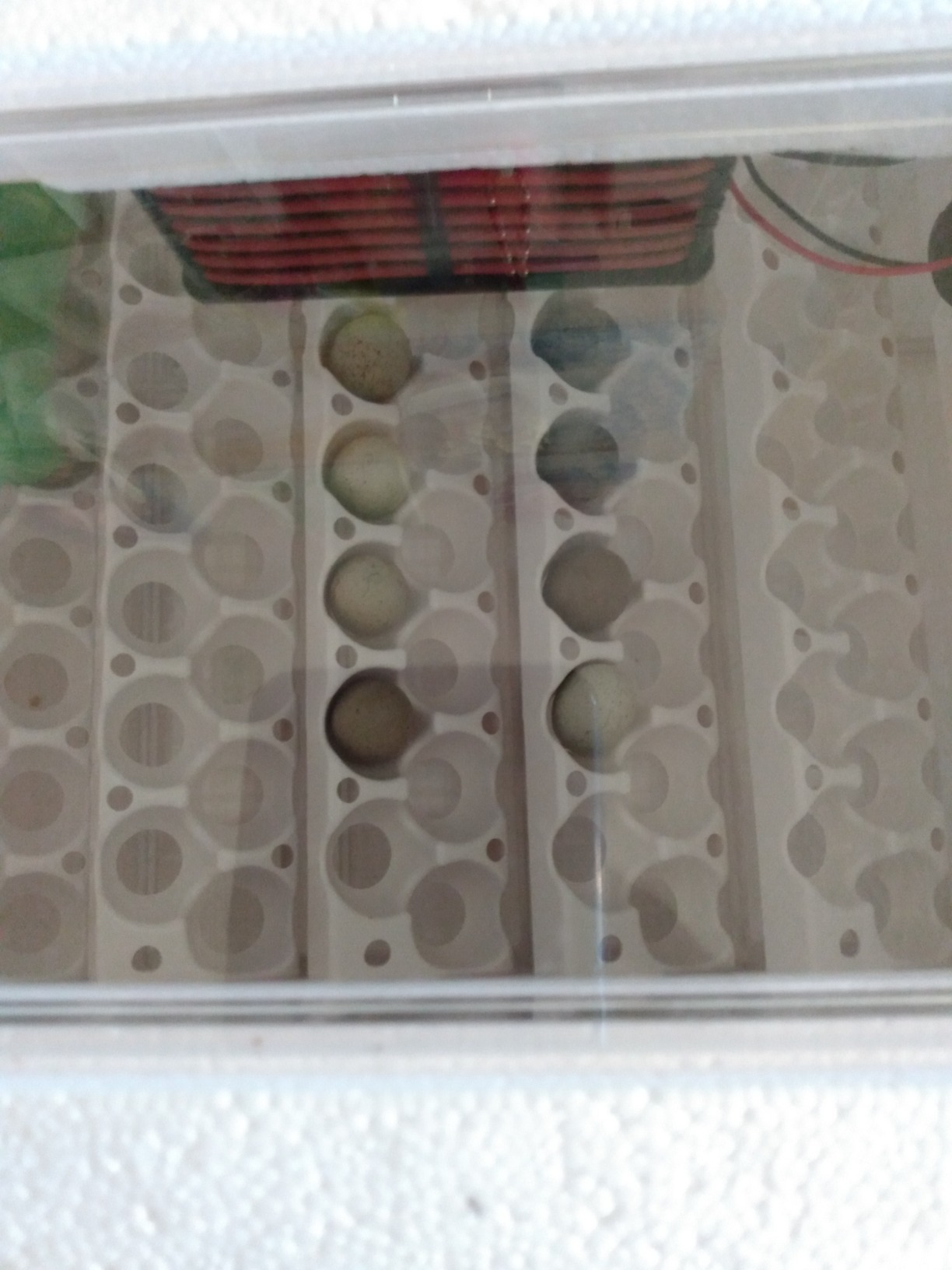 Little Giant® Quail Rails | 120 Eggs | Turner Equipment for Incubating Small Eggs | Quail Egg Incubator customer photo 2