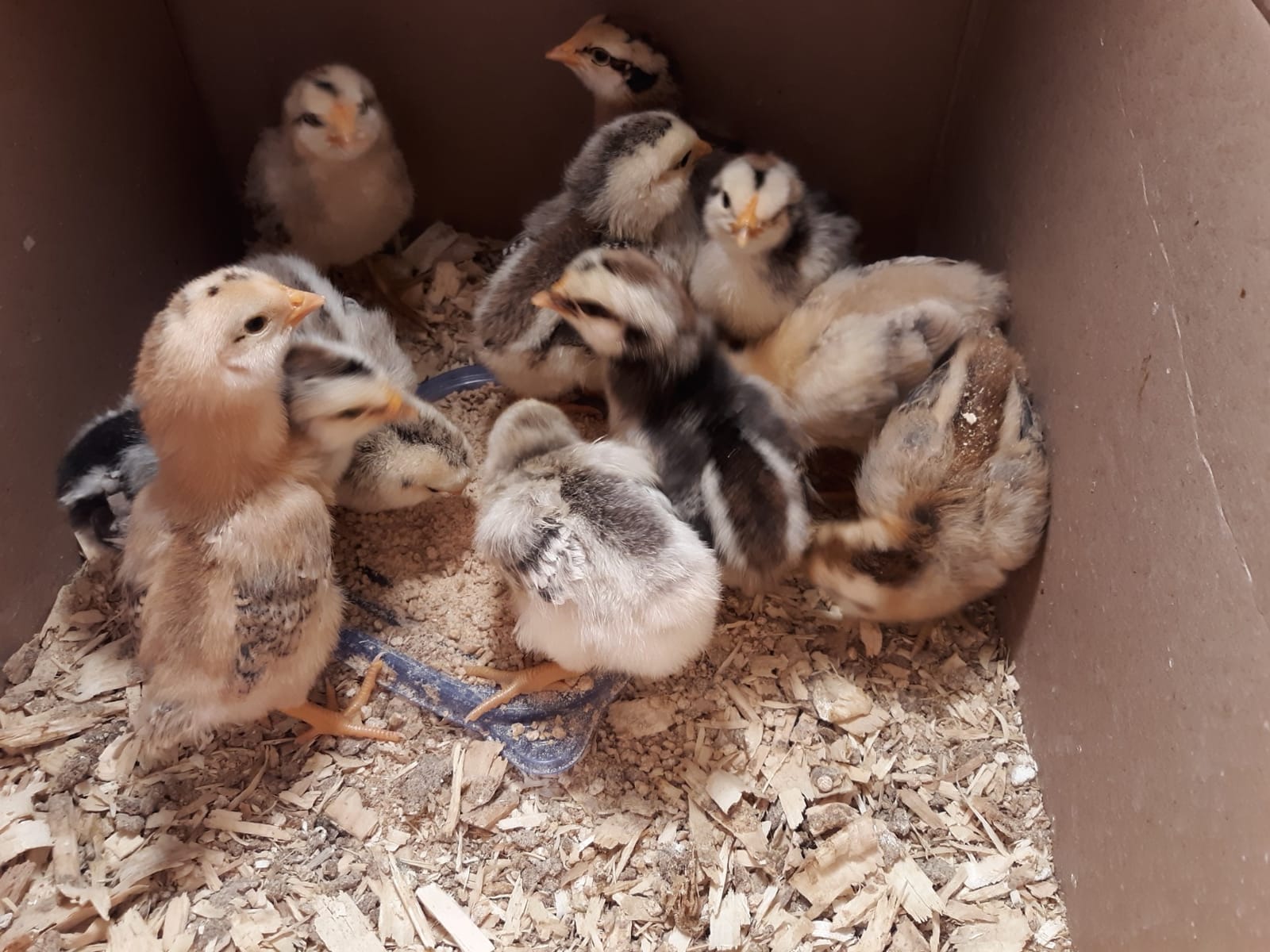Little Giant® Automatic Egg Turner | 41 Eggs | Equipment for Incubating Large Eggs | Hatching Chicks customer photo 1