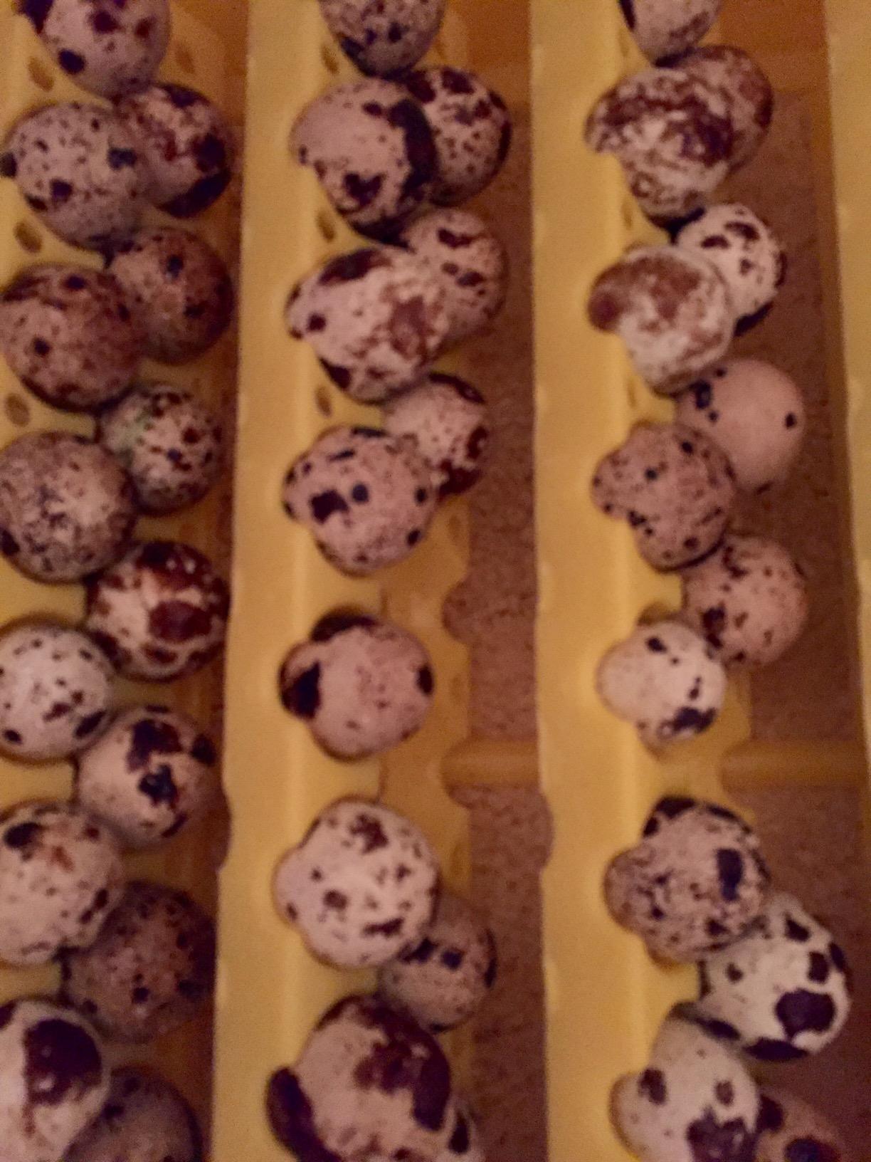 Quail Egg Racks Turner customer photo 1