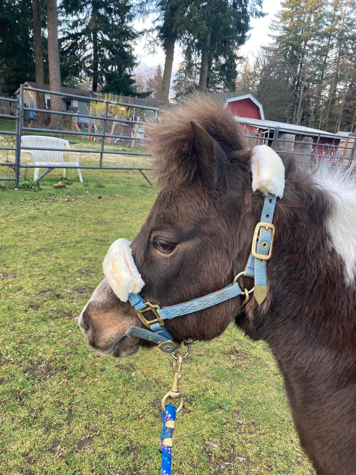 Tough1 Fleece Halter Set - Horse customer photo 2