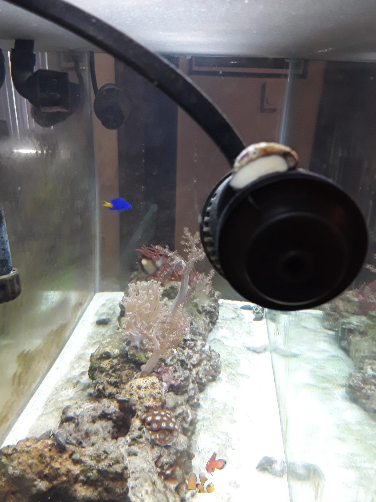 Hydor Koralia Nano Aquarium Circulation Pump, Includes Built-In Cable Protector, 425 GPH, Measures 2.4-Inches & is Ideal for Fresh or Salt Water Use customer photo 2