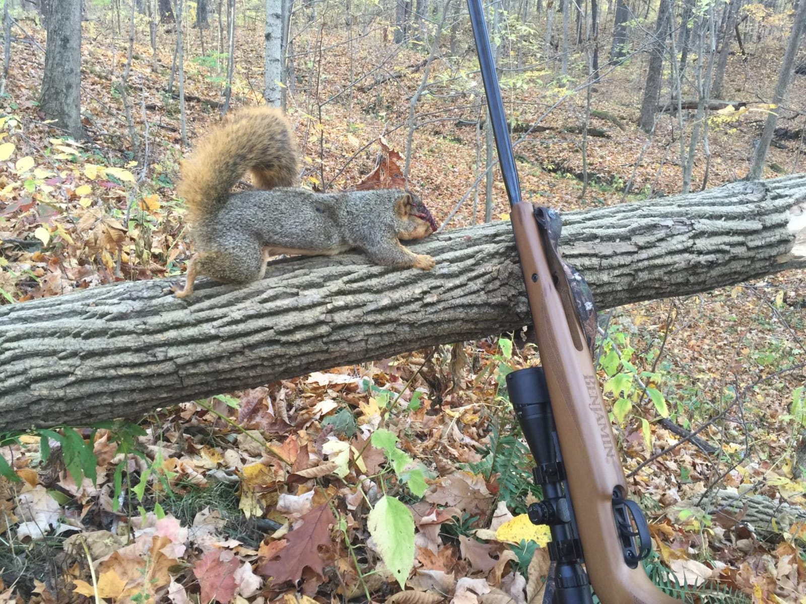 Benjamin Airguns Trail XL Magnum .22-Caliber NP Break Barrel Hunting Air Rifle And Scope, Wood customer photo 1