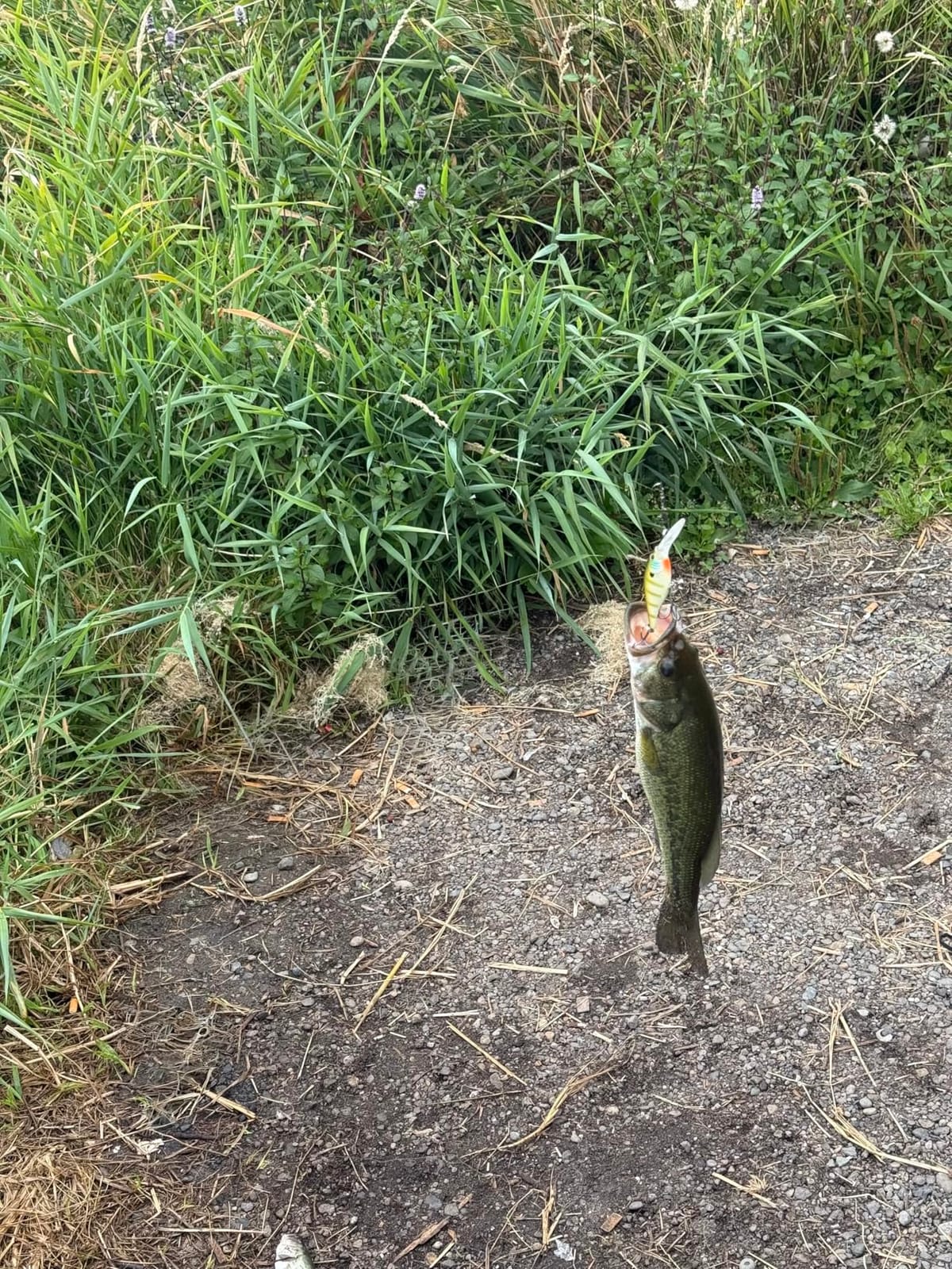 Berkley Flicker Shad Fishing Lure, Firetiger, 5/16 oz, 2 3/4 in | Crankbaits, Size, Profile and Dive Depth Imitates Real Shad, Equipped with Fusion19 Hook customer photo 1