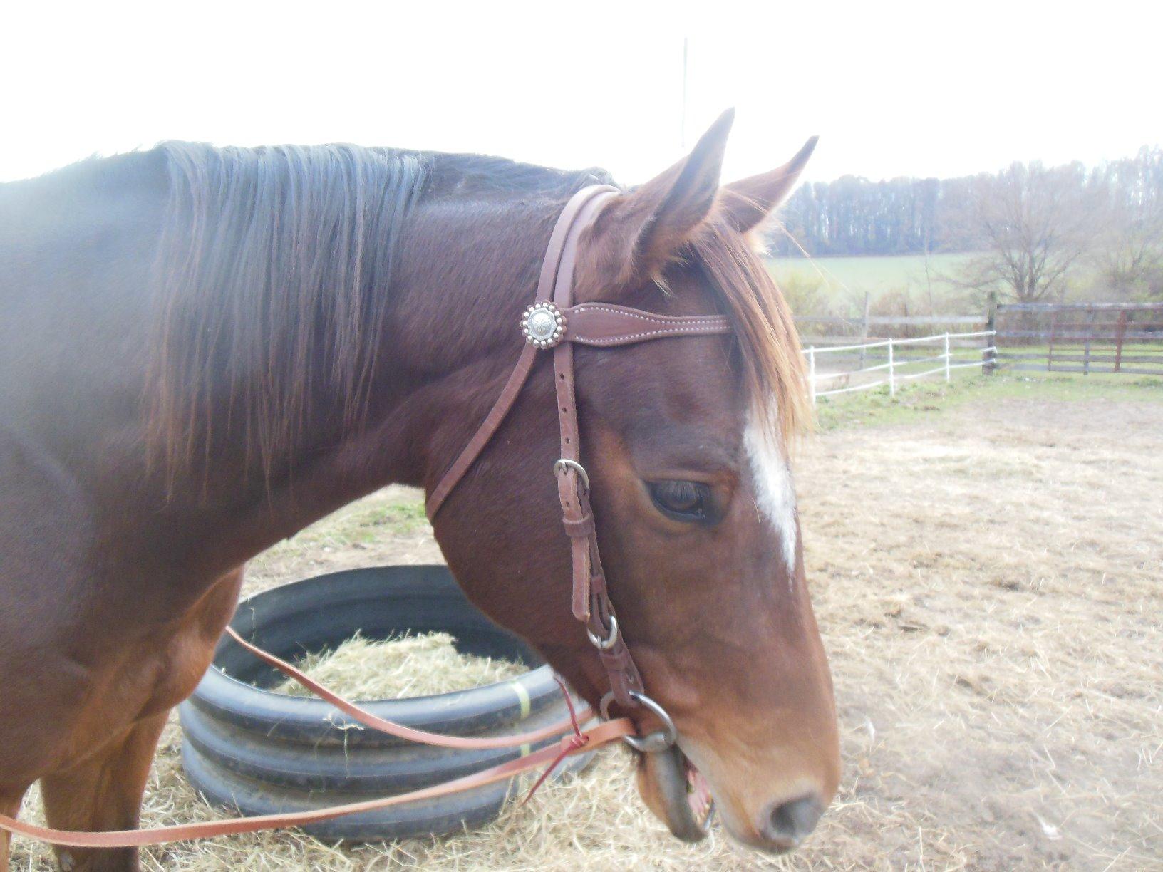 Weaver Leather unisex adult western-equestrian-style Stacy Protack b band, Brown, One Size US customer photo 2