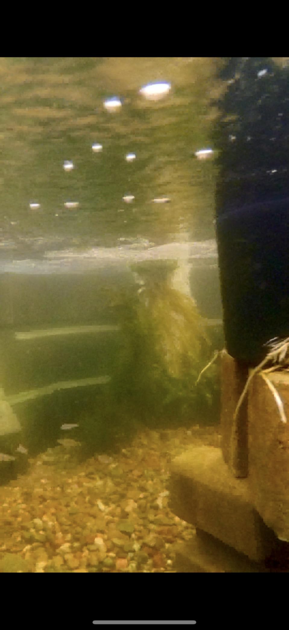 Tetra Pond GreenFree UV Clarifier UVC-5 for Clean & Clear Ponds customer photo 2
