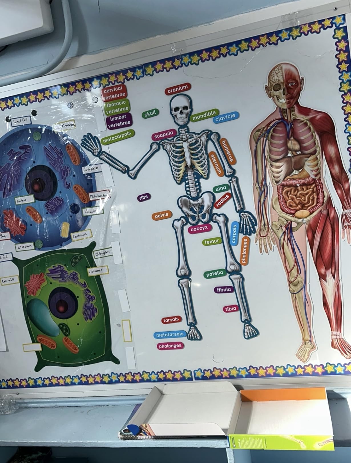 Learning Resources Double-Sided Magnetic Human Body customer photo 1