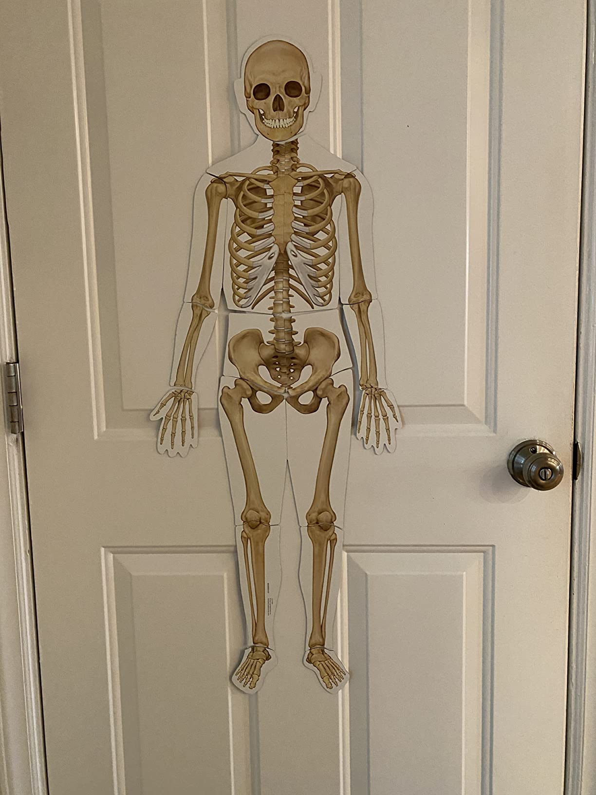 Learning Resources Double-Sided Magnetic Human Body customer photo 2