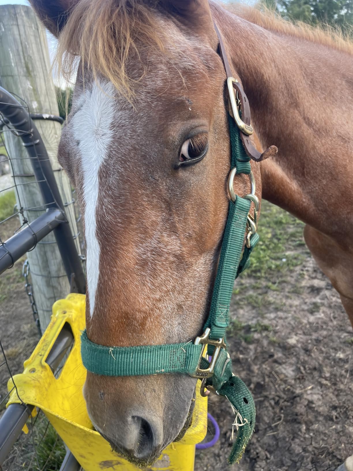 Weaver Equine Breakaway Horse Halter, Supple Leather Crown, Adjustable Brass Throat Snap Halters for Horses, Equine Tack customer photo 2