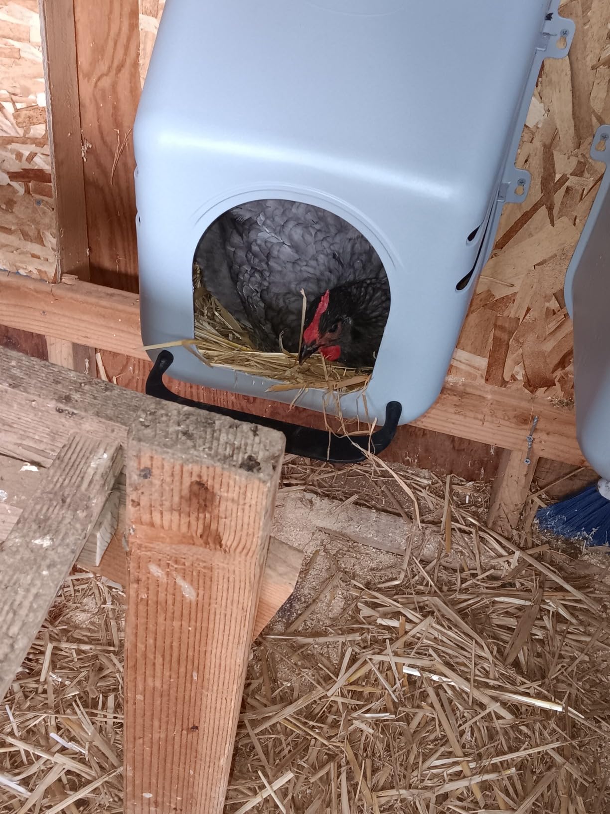 Little Giant Single Plastic Nesting Box Chicken Nest Box with Perch (Item No. 163620) customer photo 1