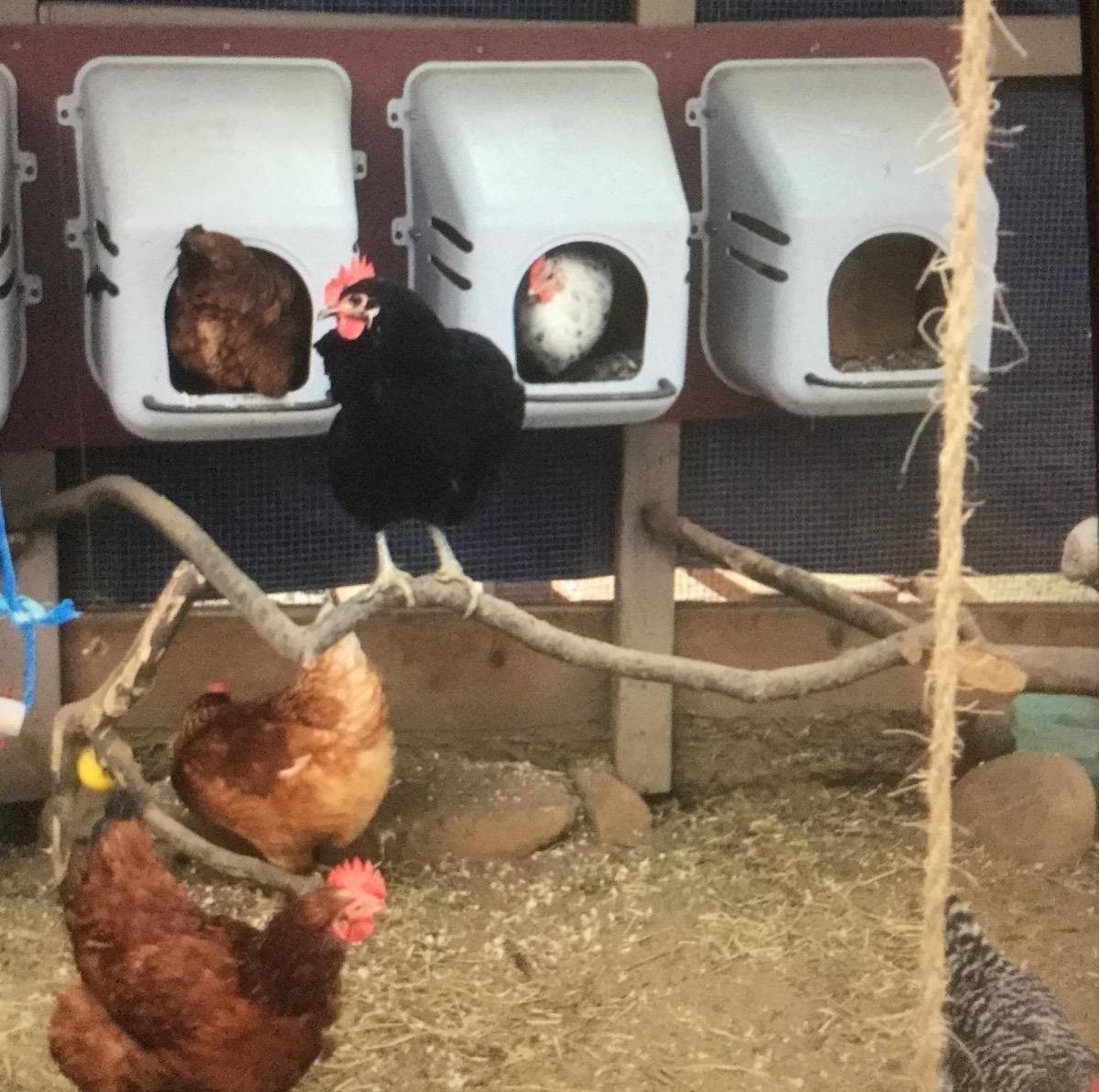 Little Giant Single Plastic Nesting Box Chicken Nest Box with Perch (Item No. 163620) customer photo 2
