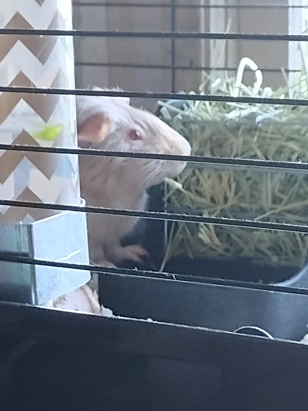 Kaytee Hay & Food Bin Feeder With Quick Locks For Pet Rabbits, Chinchillas, Guinea Pigs and Other Small Animals customer photo 2