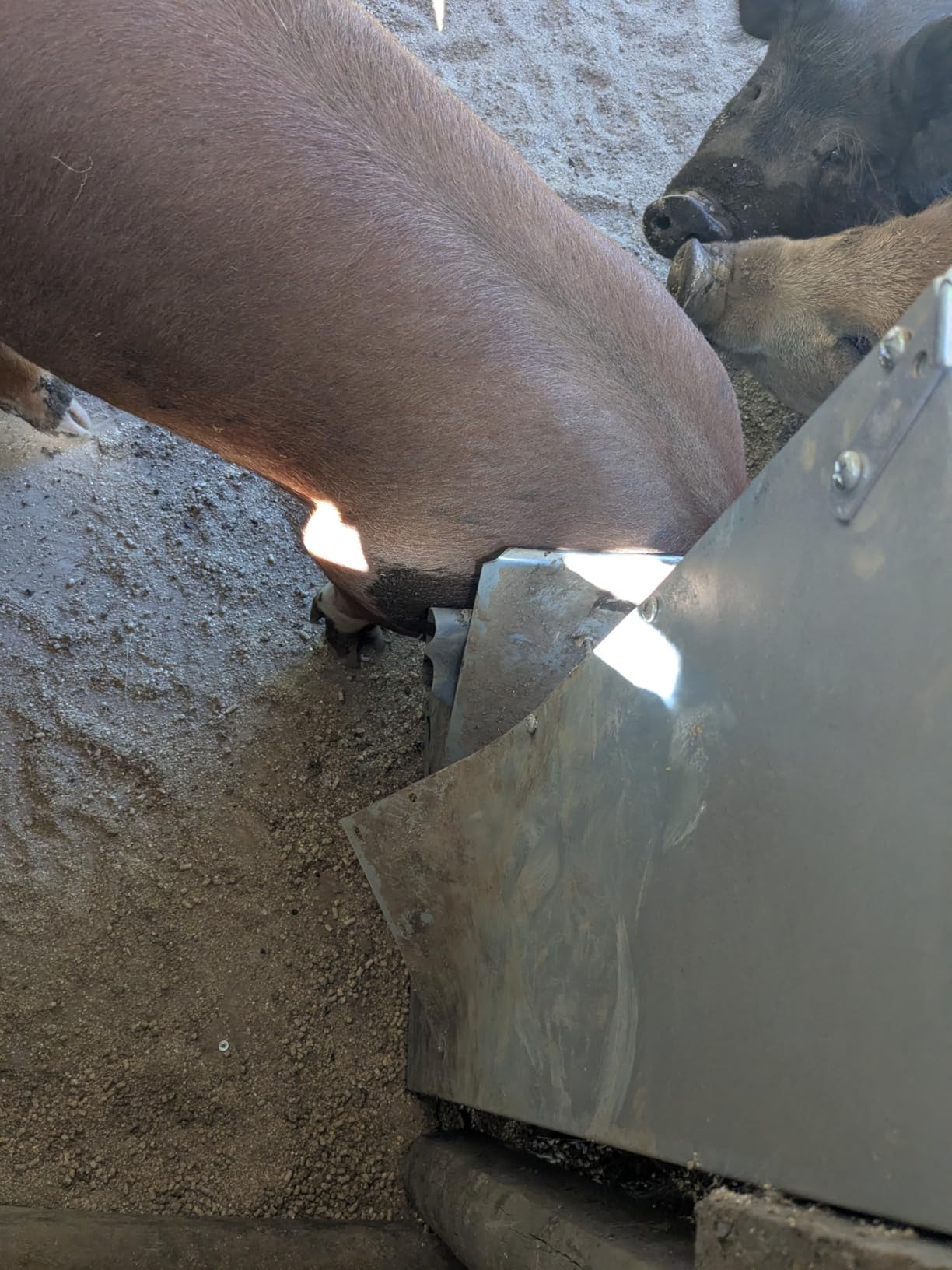 Brower 2 Door Heavy Duty Galvanized Steel Alloy Supplement Outdoor Hog Feeder with Free Acting Doors for 8 Full Grown Hogs and Pigs customer photo 1