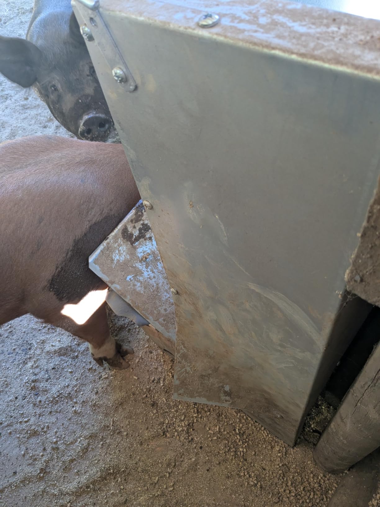 Brower 2 Door Heavy Duty Galvanized Steel Alloy Supplement Outdoor Hog Feeder with Free Acting Doors for 8 Full Grown Hogs and Pigs customer photo 2
