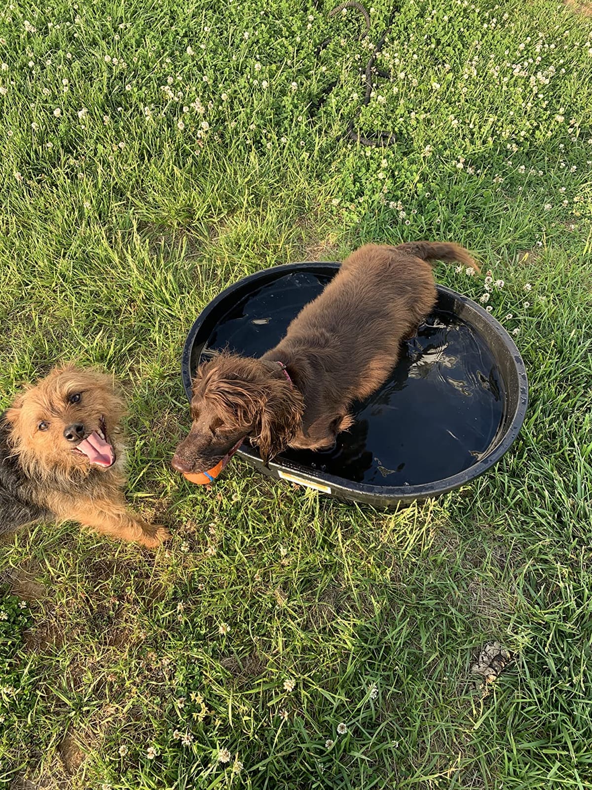 Little Giant® Poly Oval Stock Tank | Water Trough | Plastic Pond Tub | Heavy Duty Feeding & Watering Trough for Livestock | 150 Gallons customer photo 1