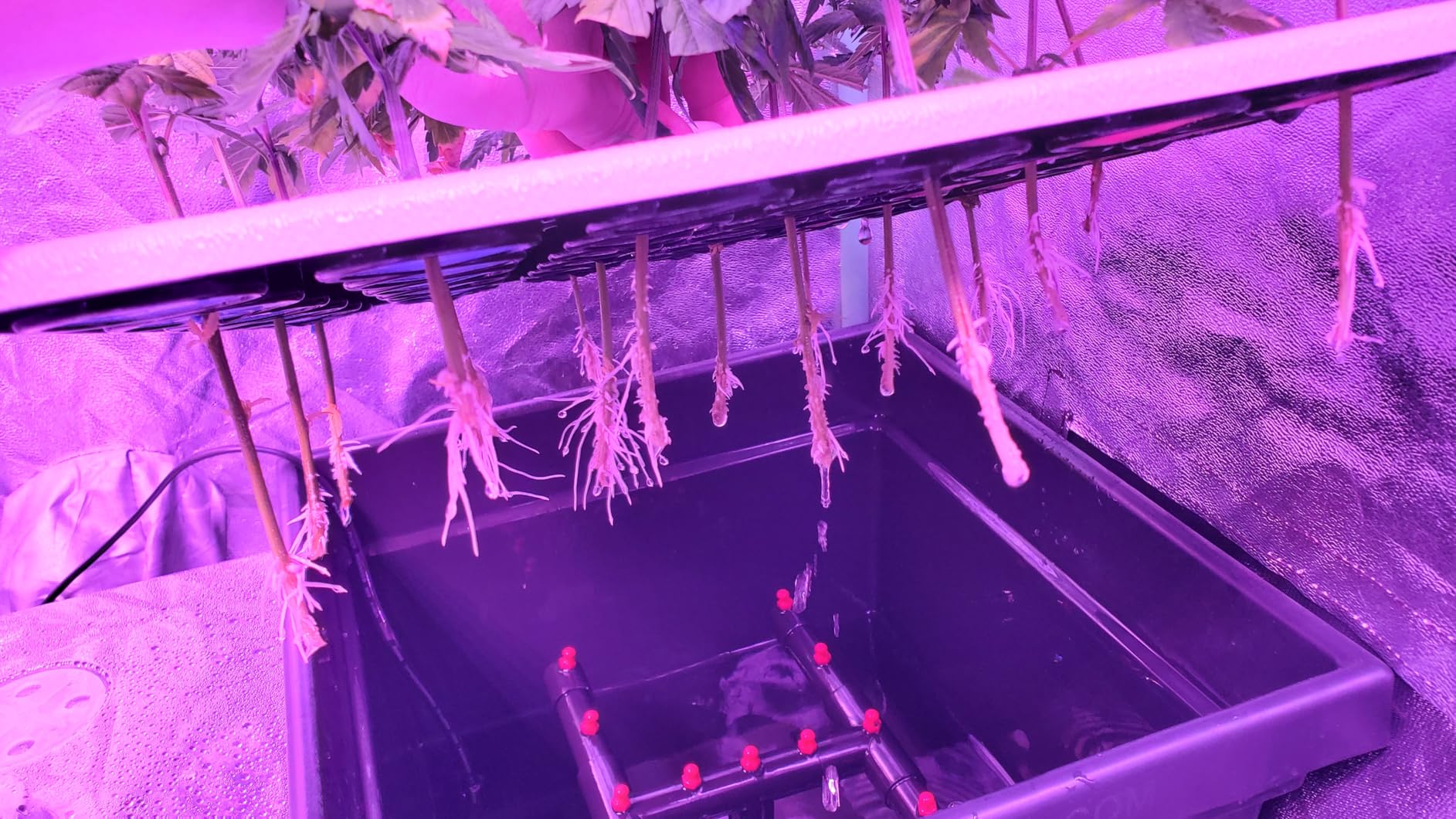 36 Site Aeroponic Cloning Machine. Expect 100% Success Rates! customer photo 2